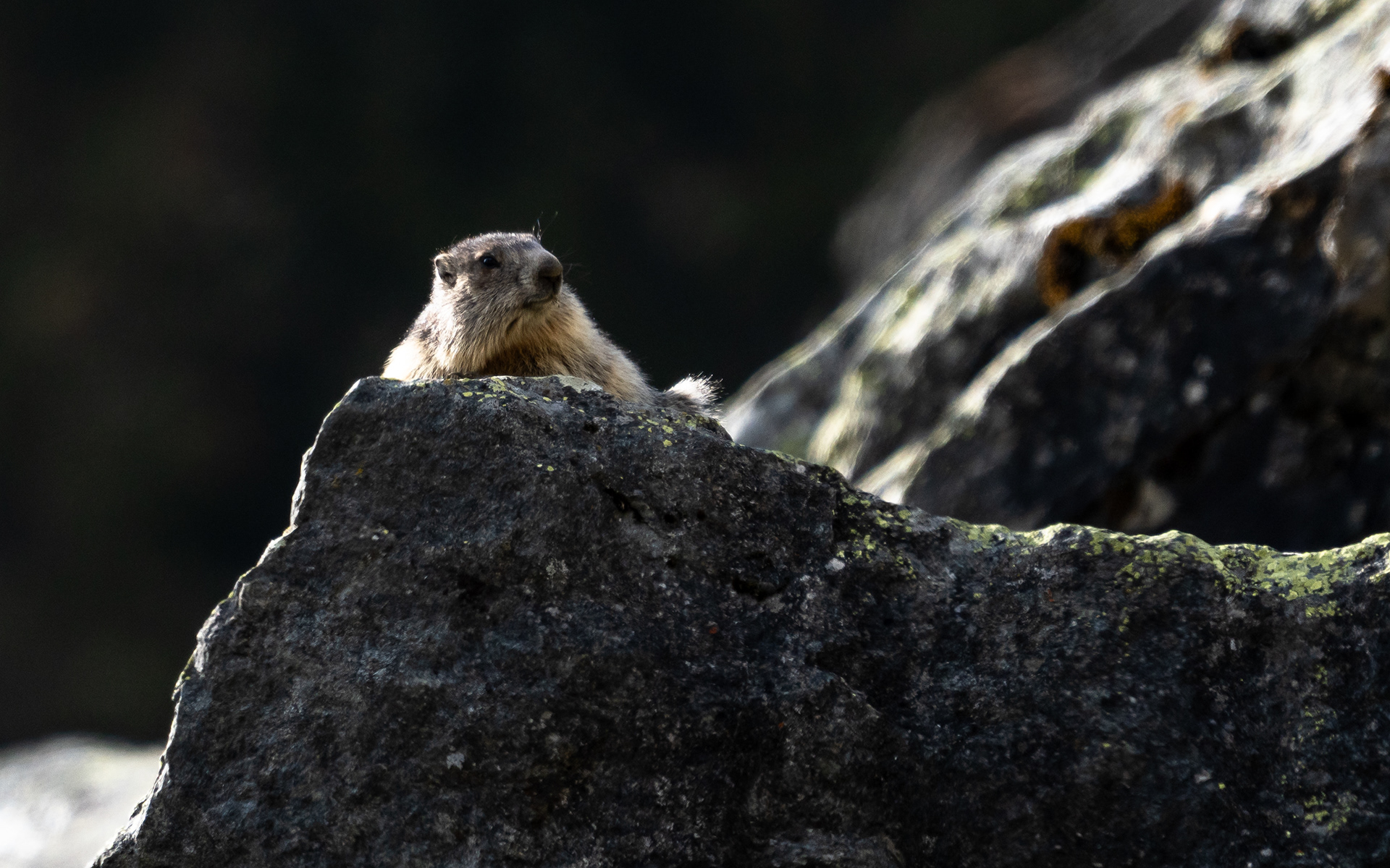 Marmotte, Val de Bagnes, Valais, Suisse