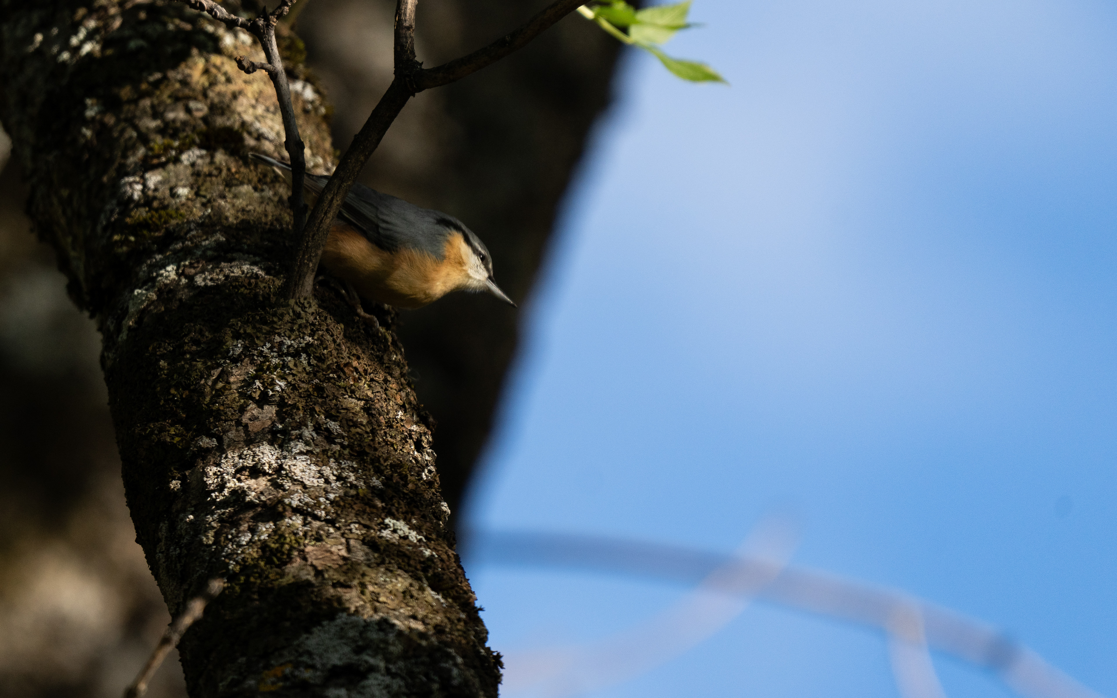 Sittelle torchepot, Val de Bagnes, Valais, Suisse