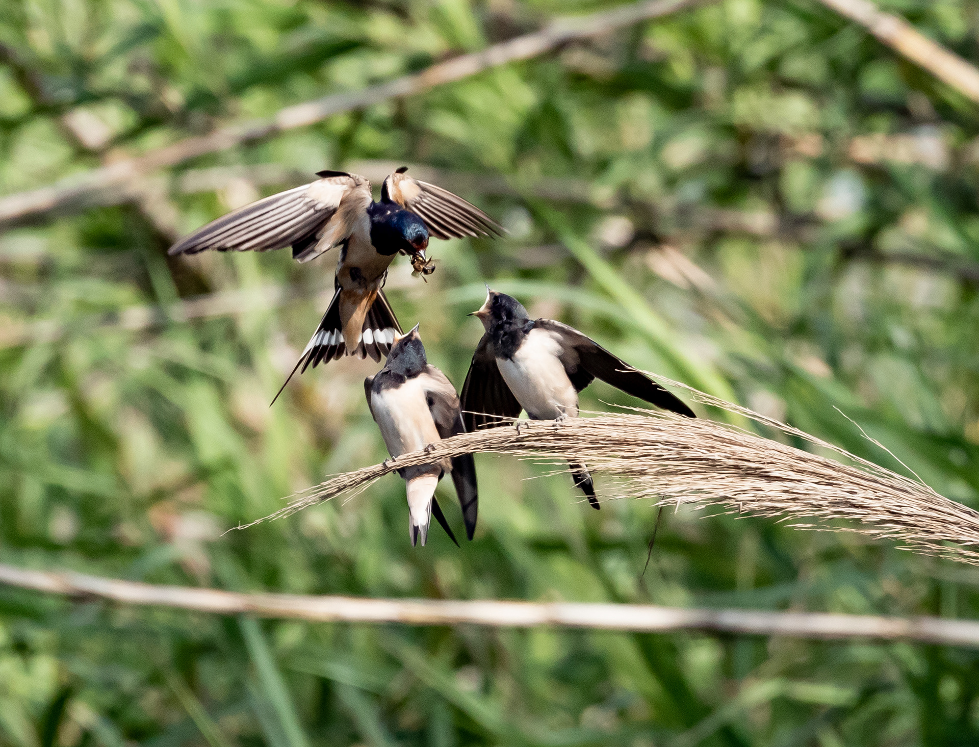 Hirondelles rustiques, Corse