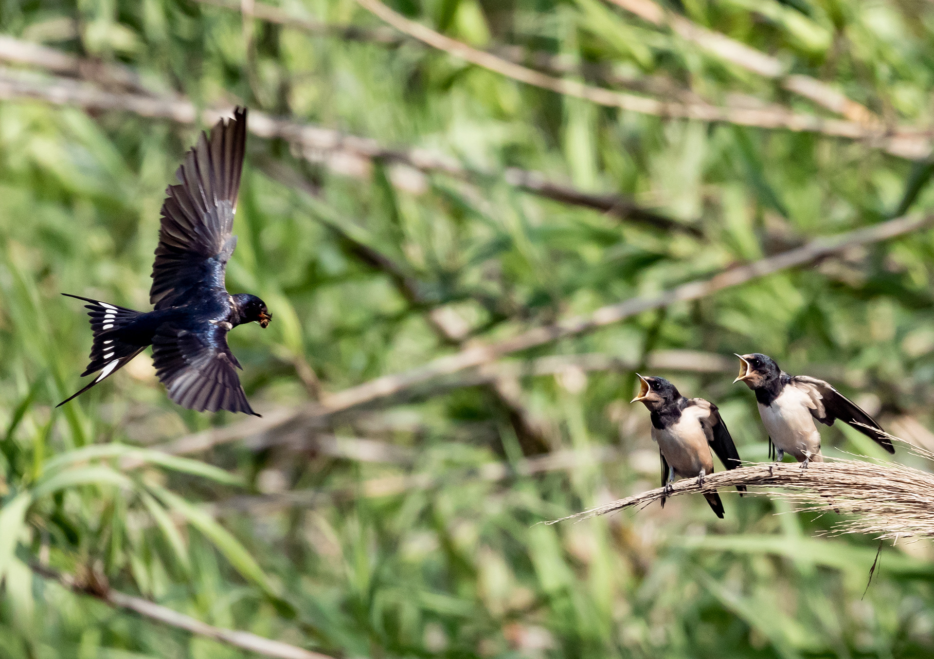 Hirondelles rustiques, Corse