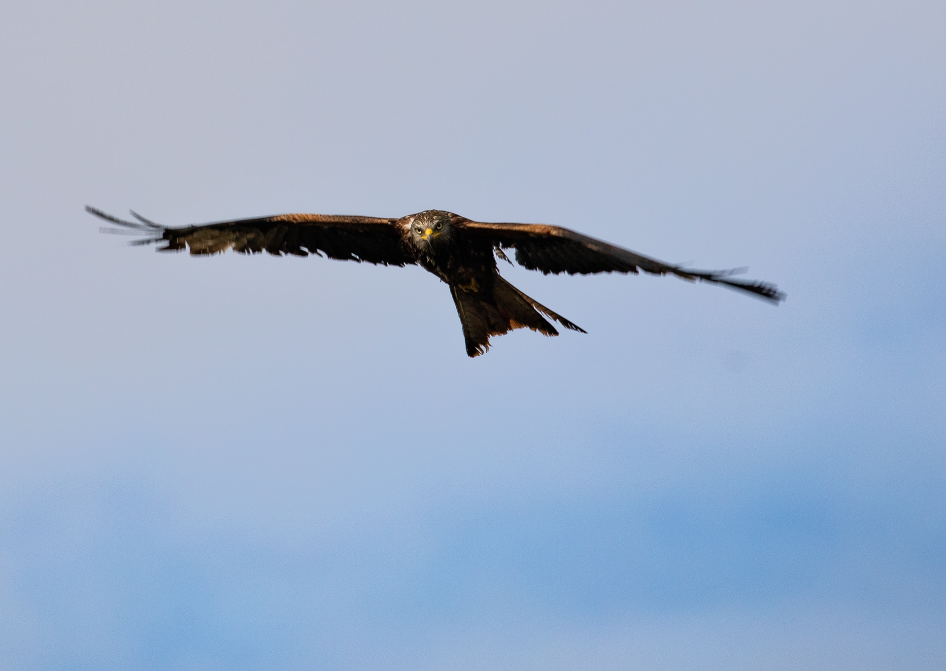 Milan royal, Corse, France