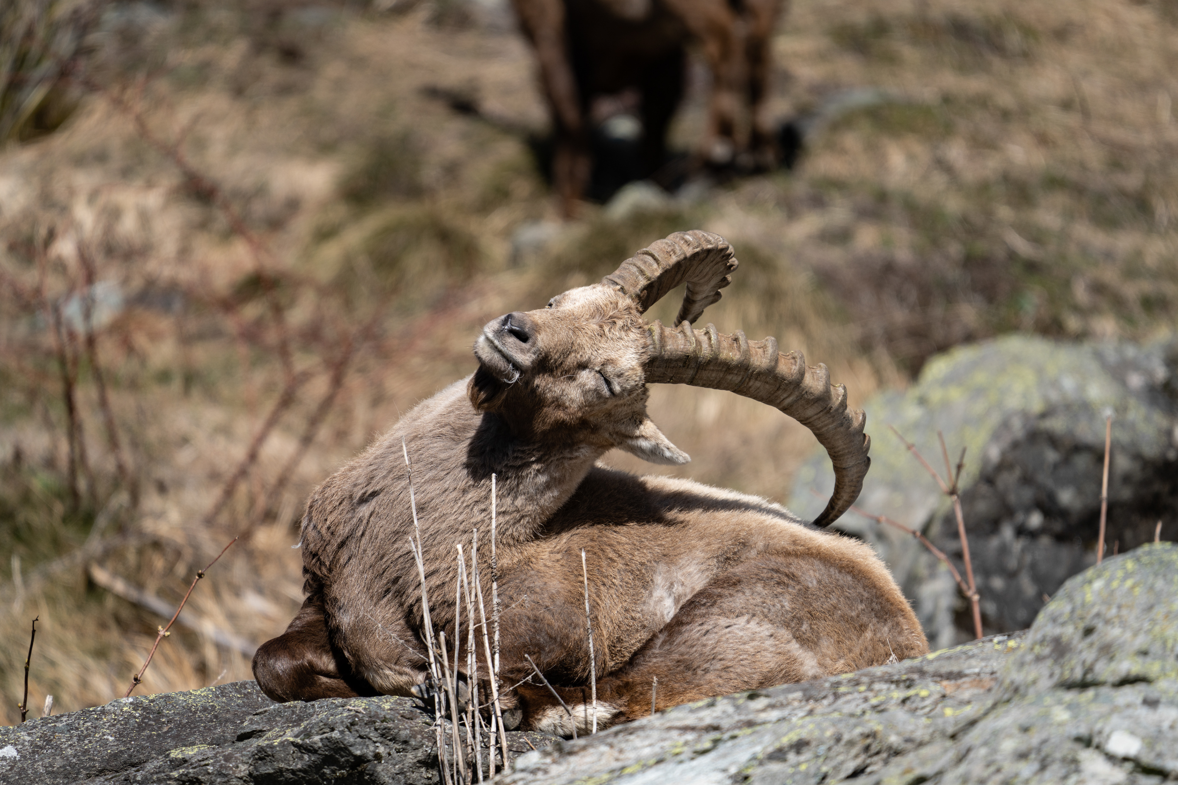 Bouquetin, Val de Bagnes, Valais, Suisse
