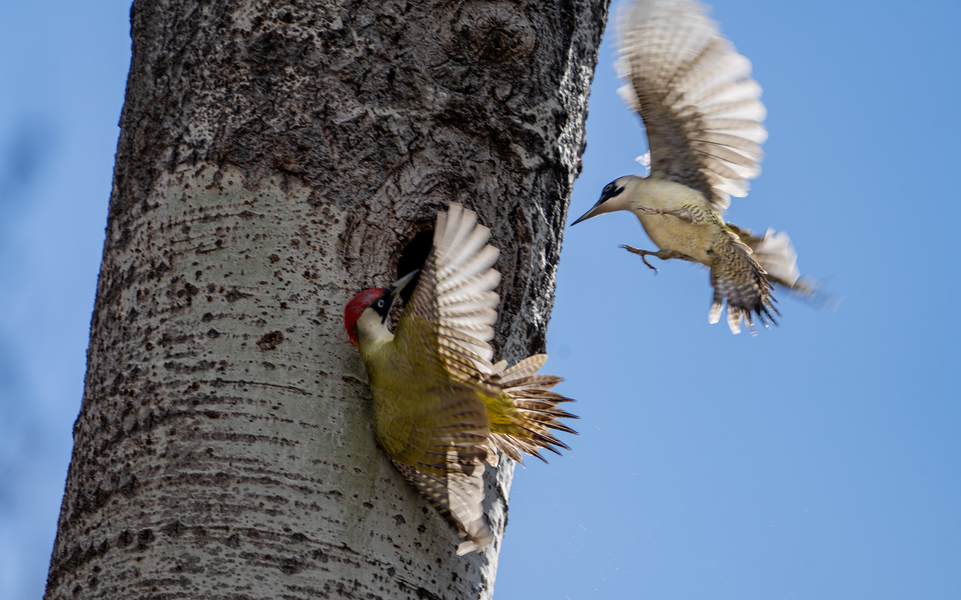 Pics vert, Val de bagnes, Verbier, Valais