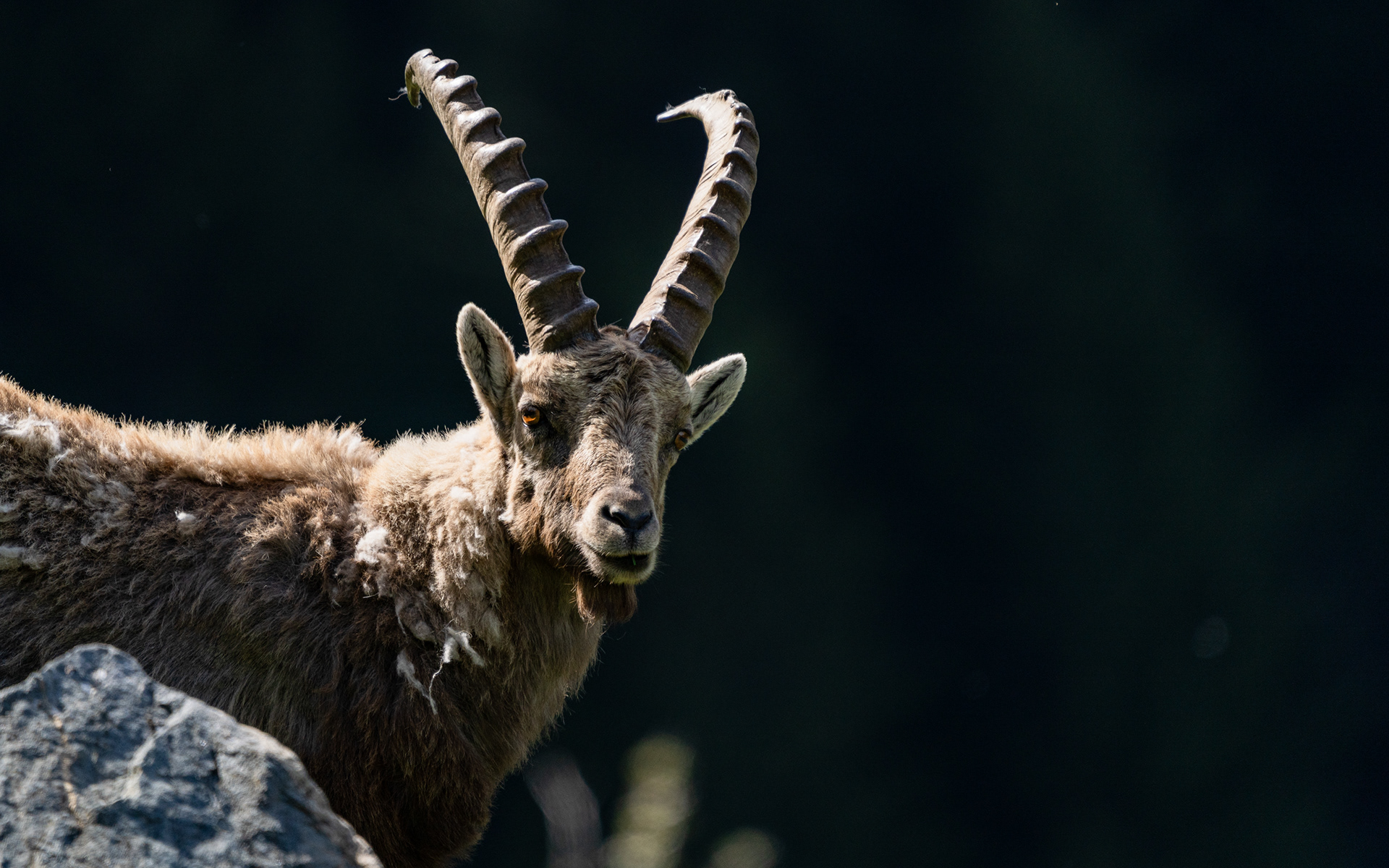 Bouquetin, Val de Bagnes, Valais, Suisse