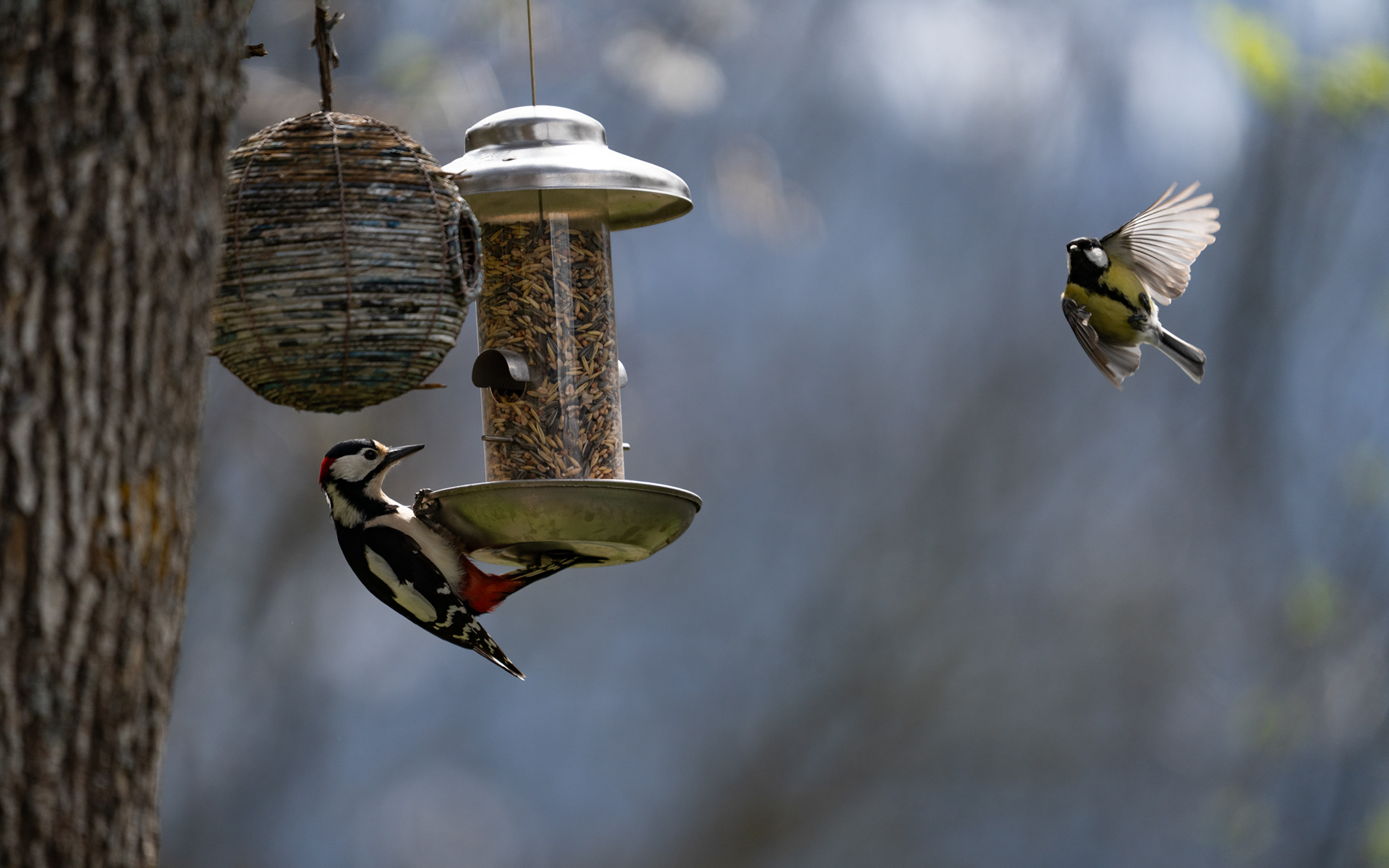 Pic épeiche, Val de Bagnes, Valais, Suisse