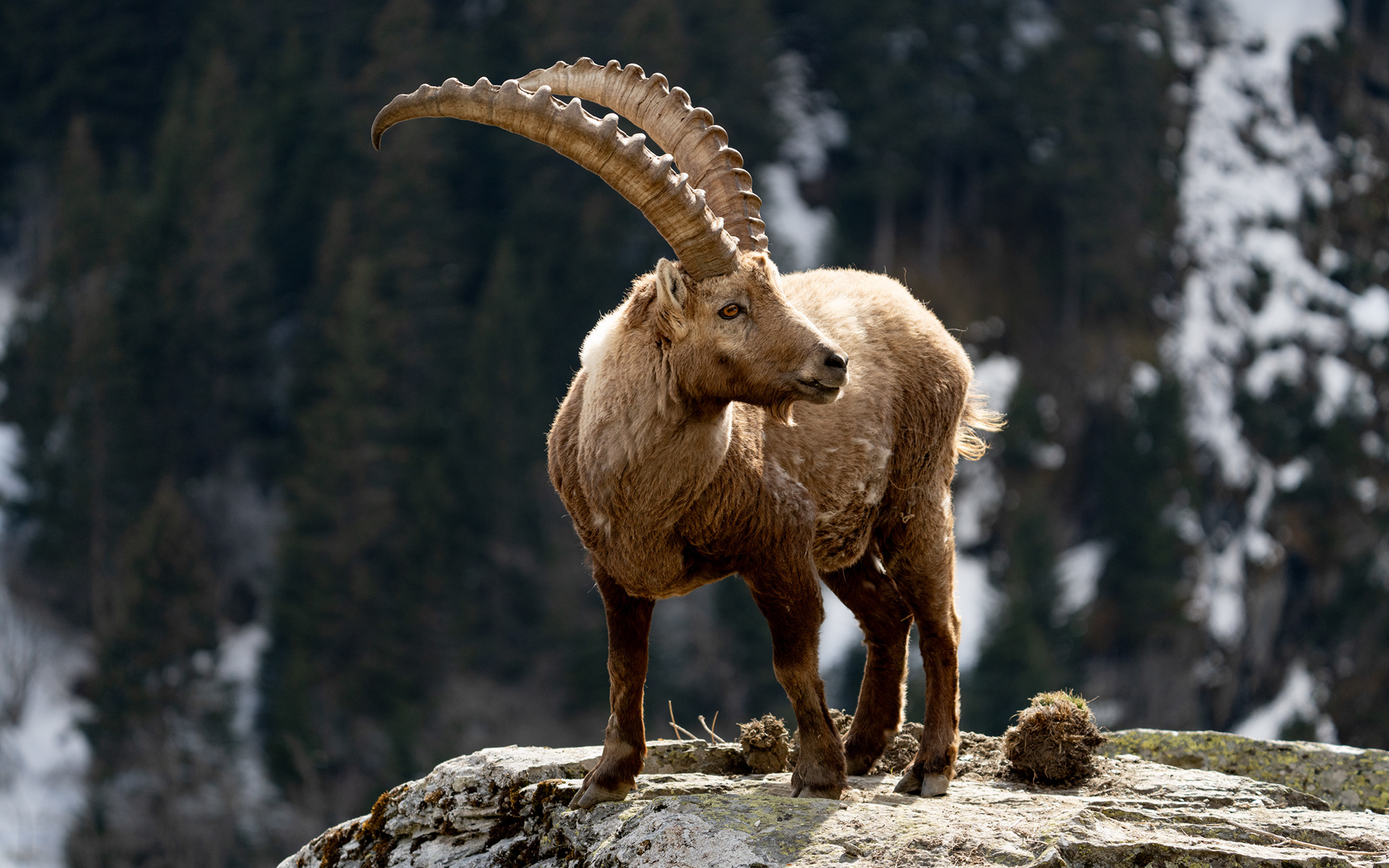 Bouquetin, Val de Bagnes, Valais, Suisse