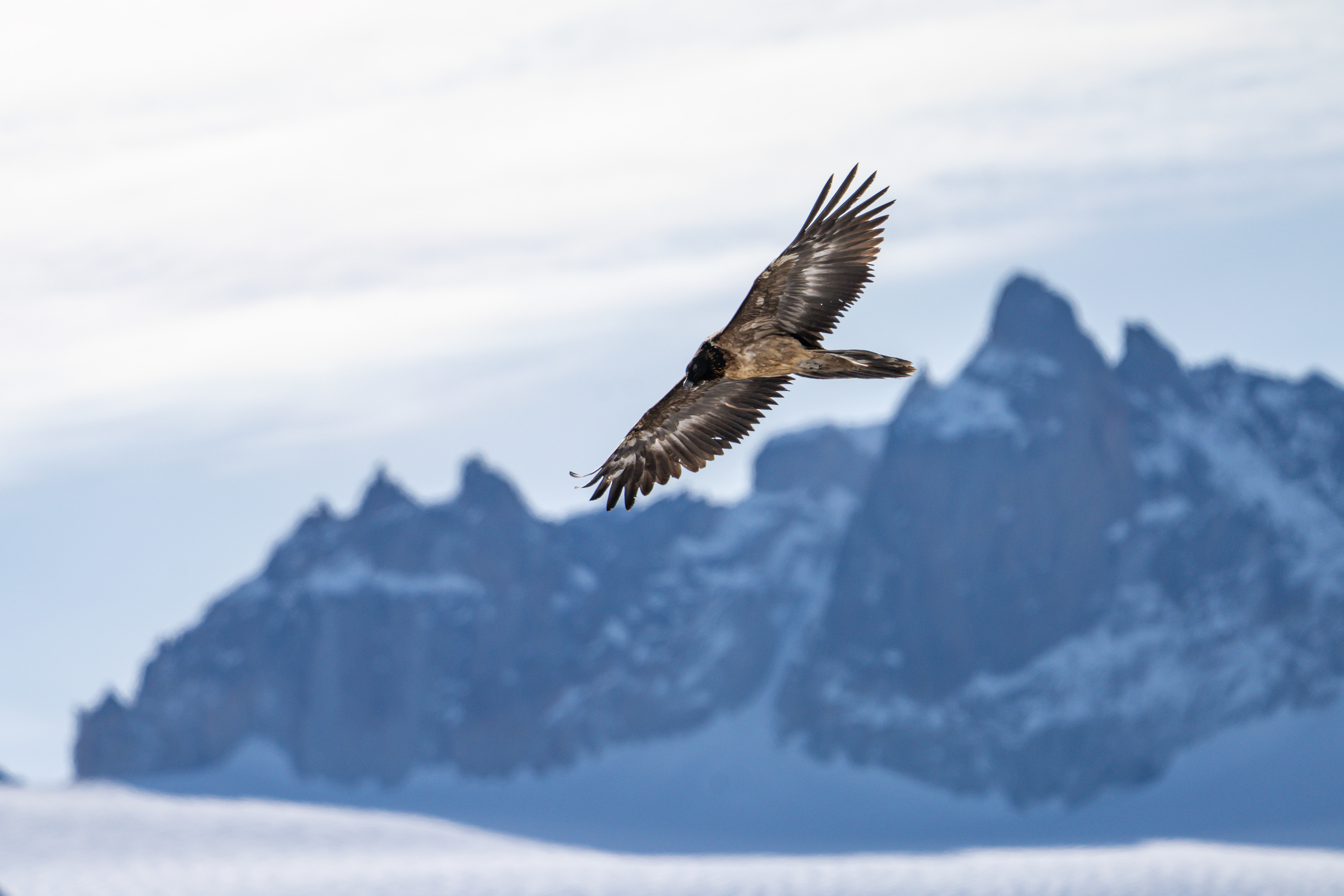 Gypaète barbu, Valais, Suisse