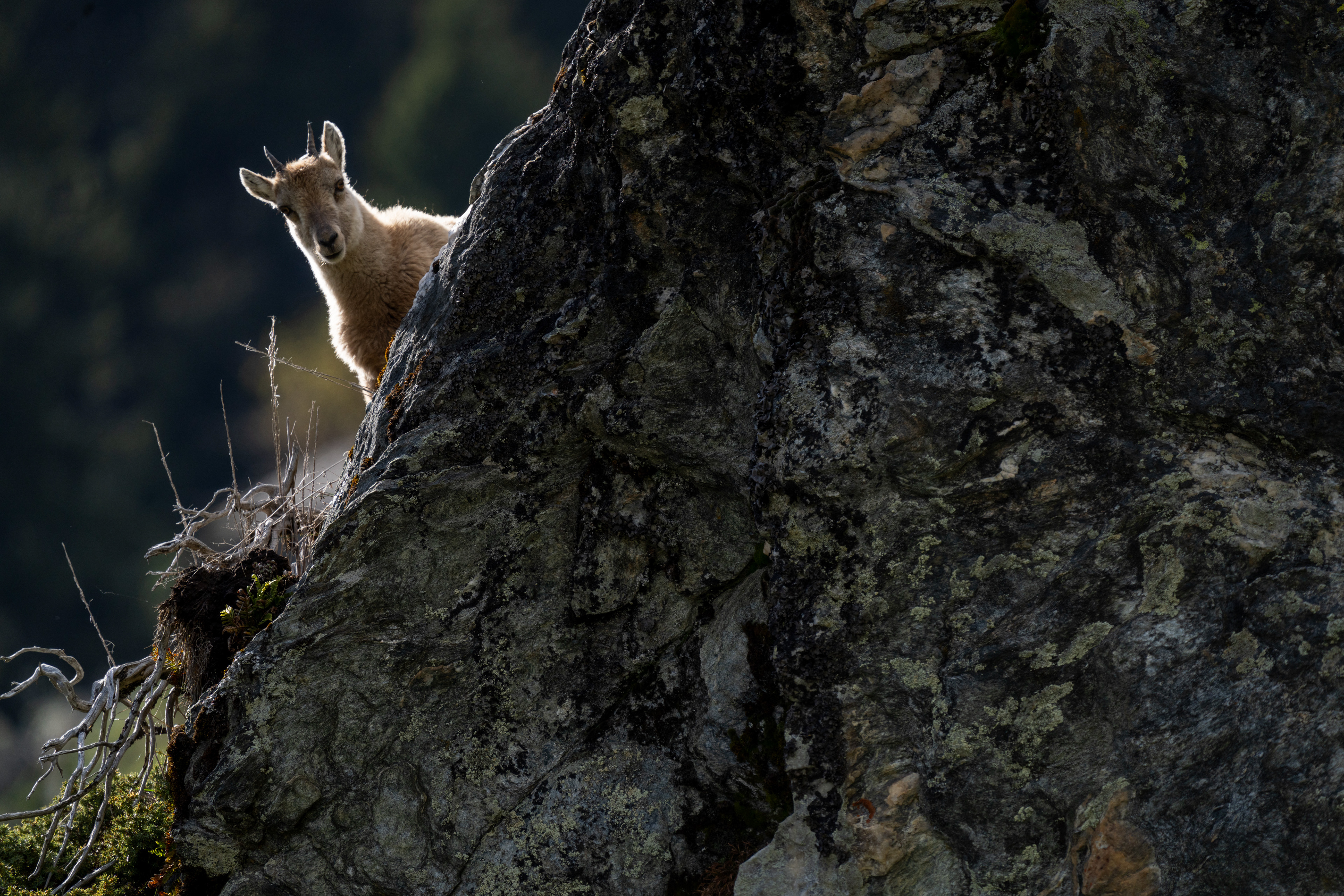 Cabris Bouquetins, Val de Bagnes, Valais, Suisse