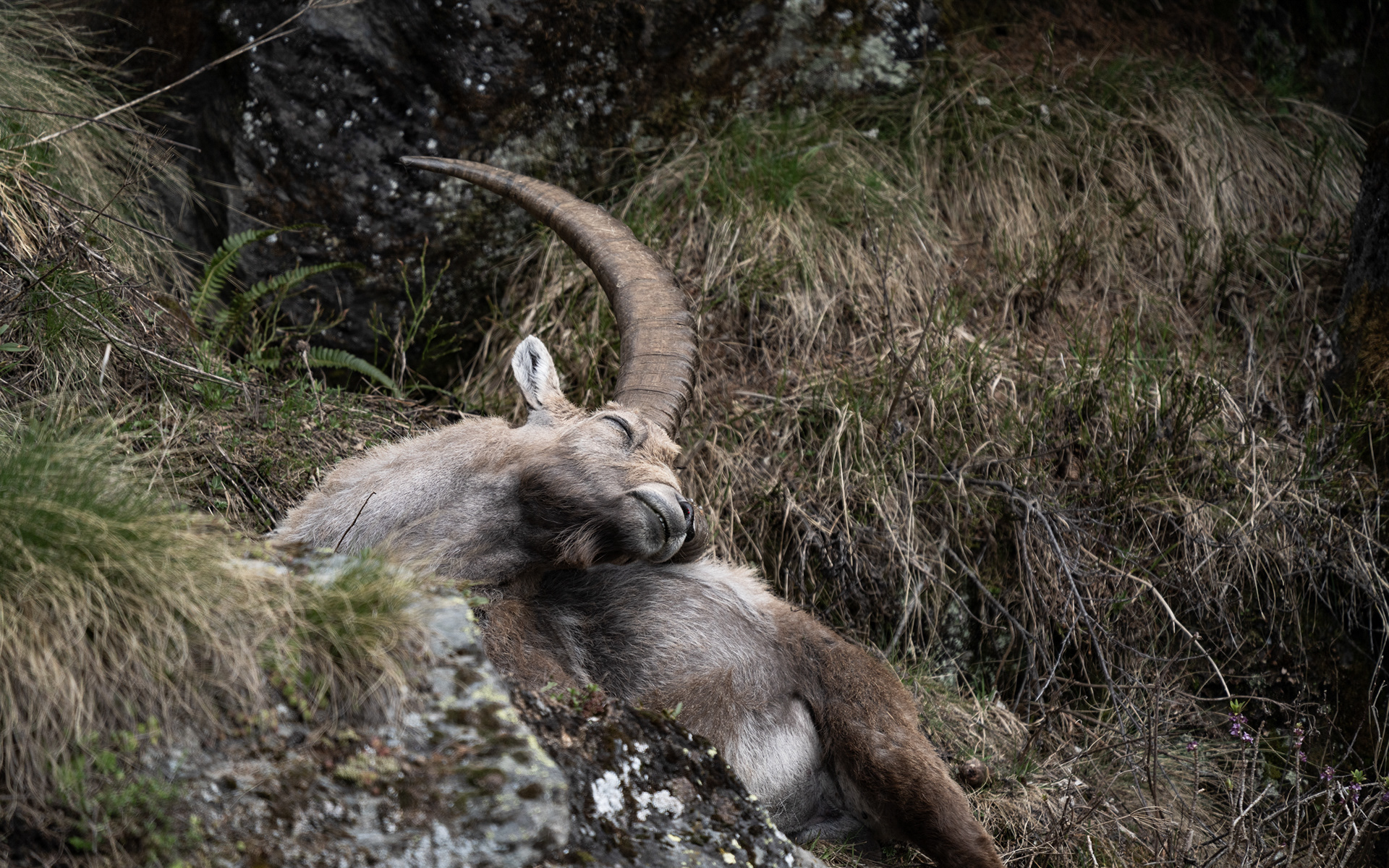 Bouquetin, Val de Bagnes, Valais, Suisse