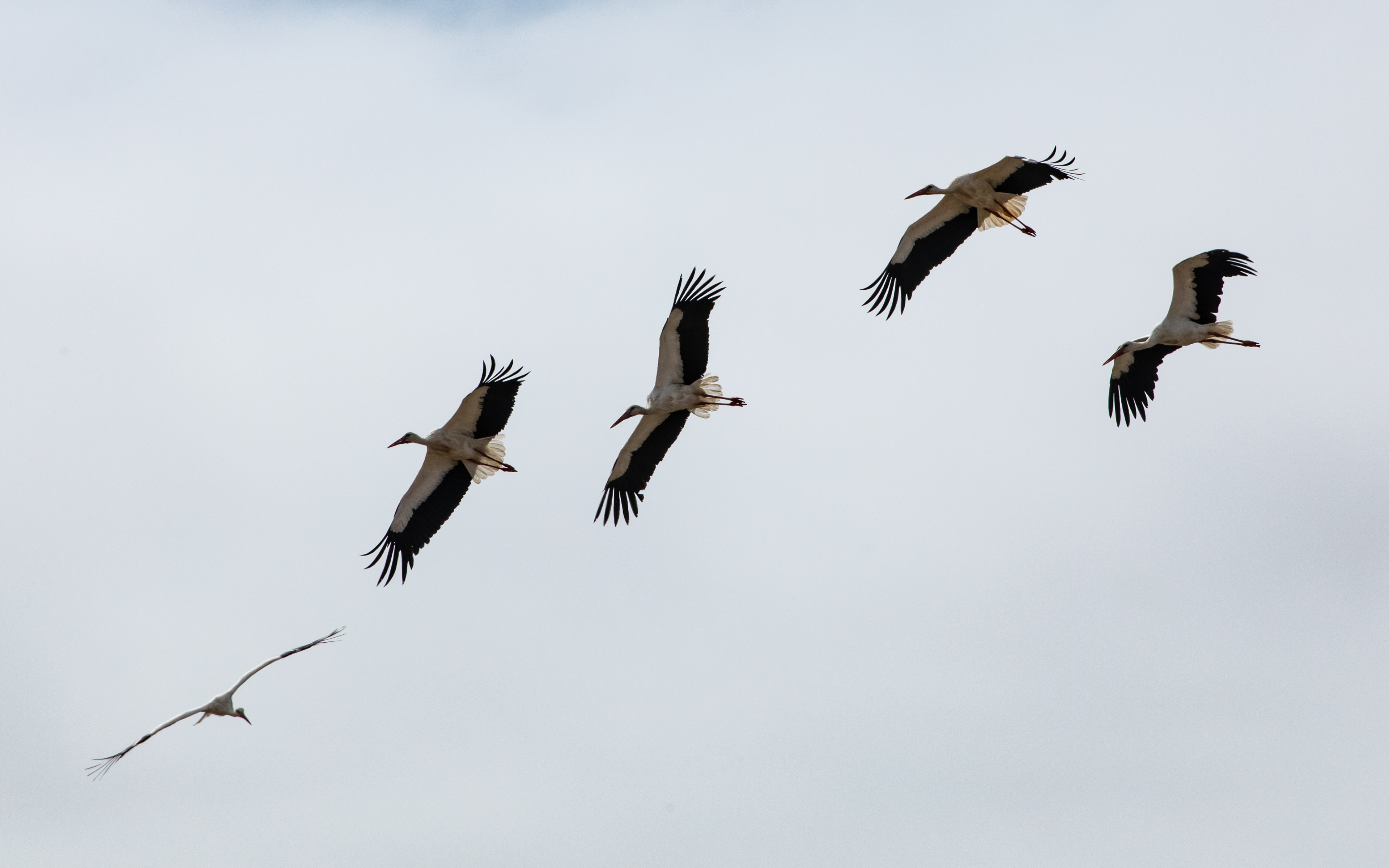 Grue cendrée, Comporta, Portugal