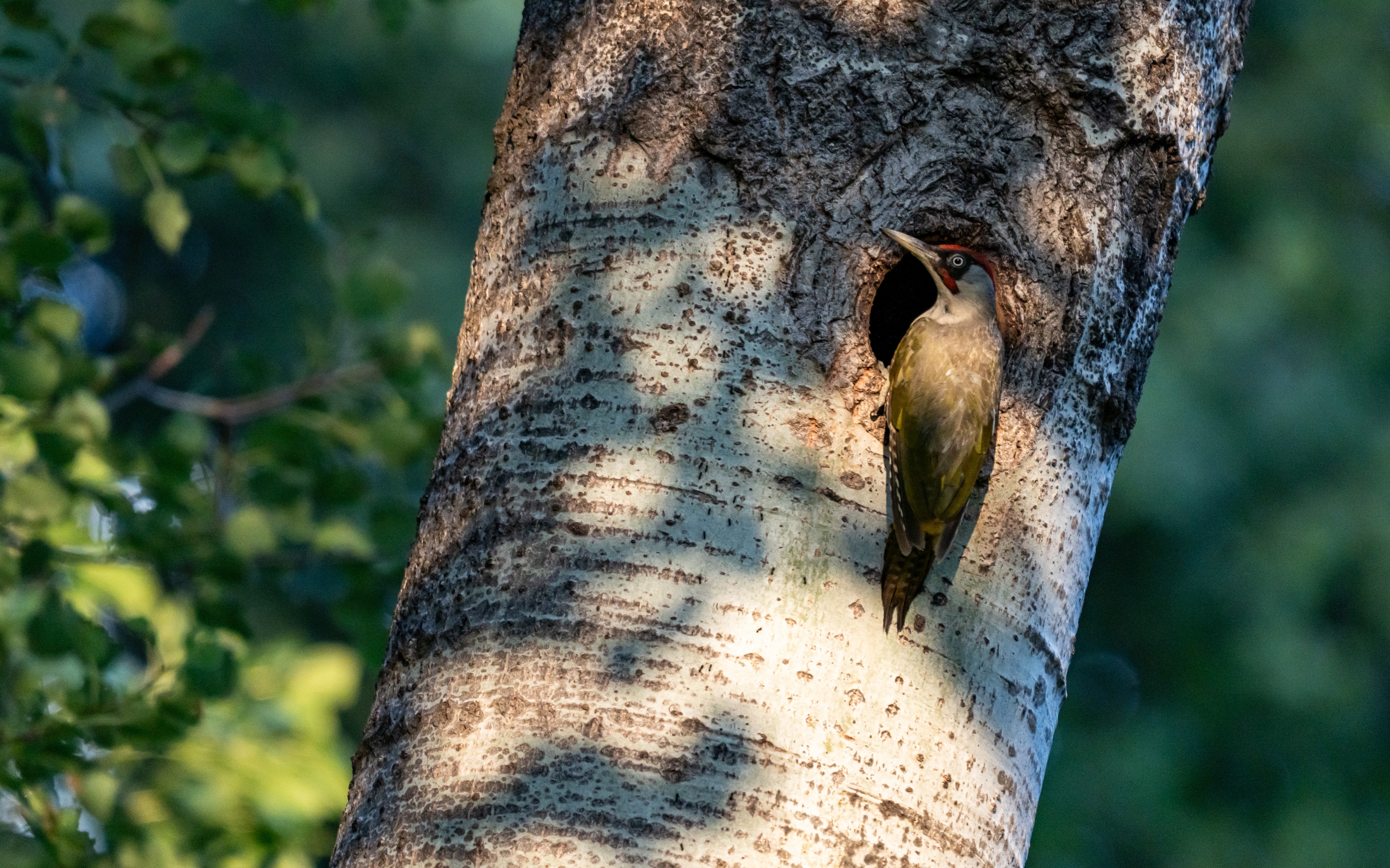 Pics vert, Val de bagnes, Verbier, Valais