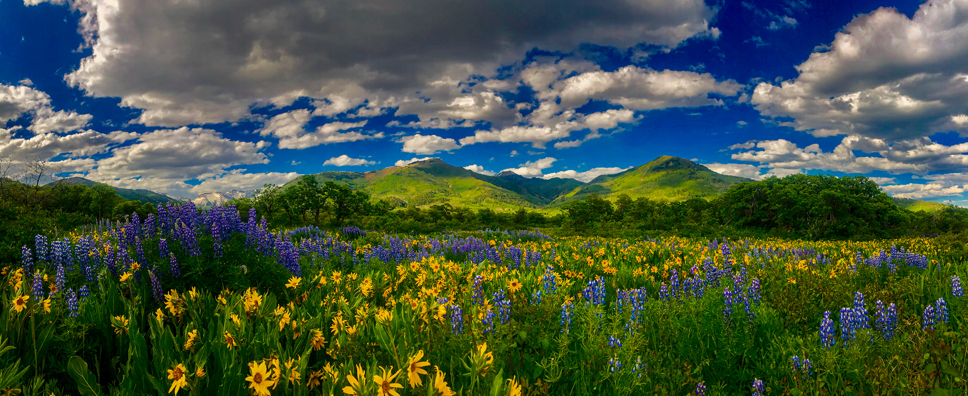 Wildflowers of La PLata Canyon