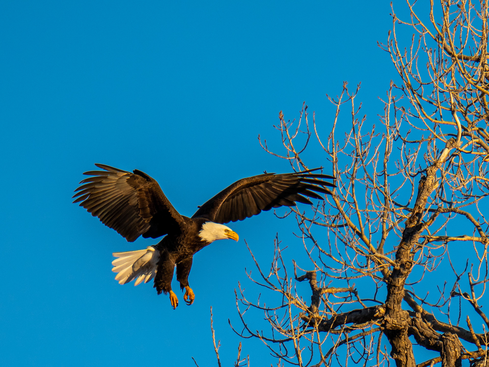 Bald eagle zink