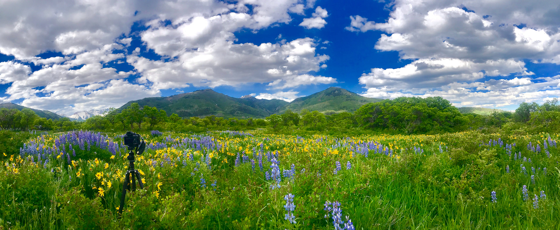 Caught on Camera Wildflowers of La PLata Canyon
