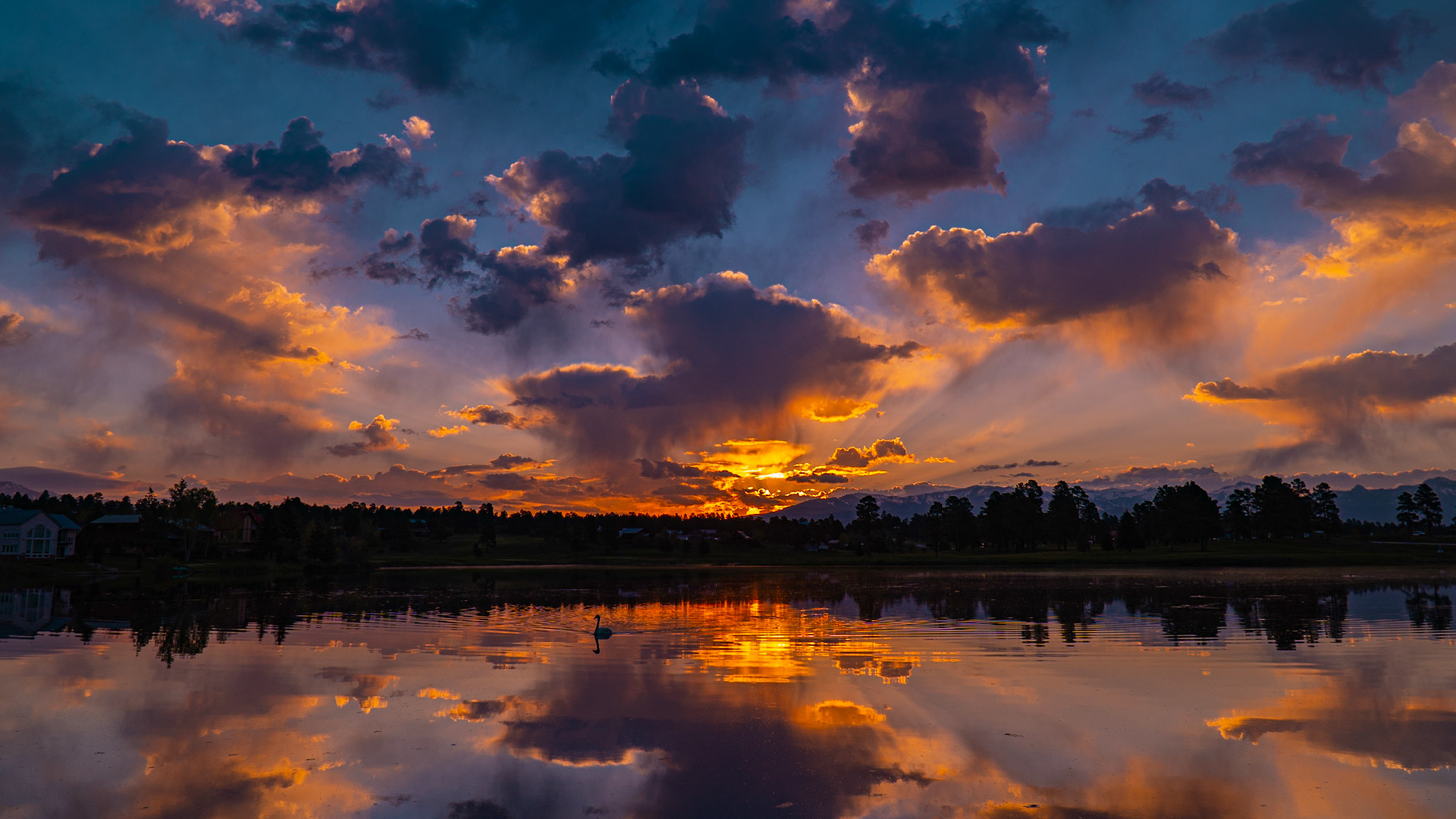 Sunrise Swan on the lakes of Pagosa Springs