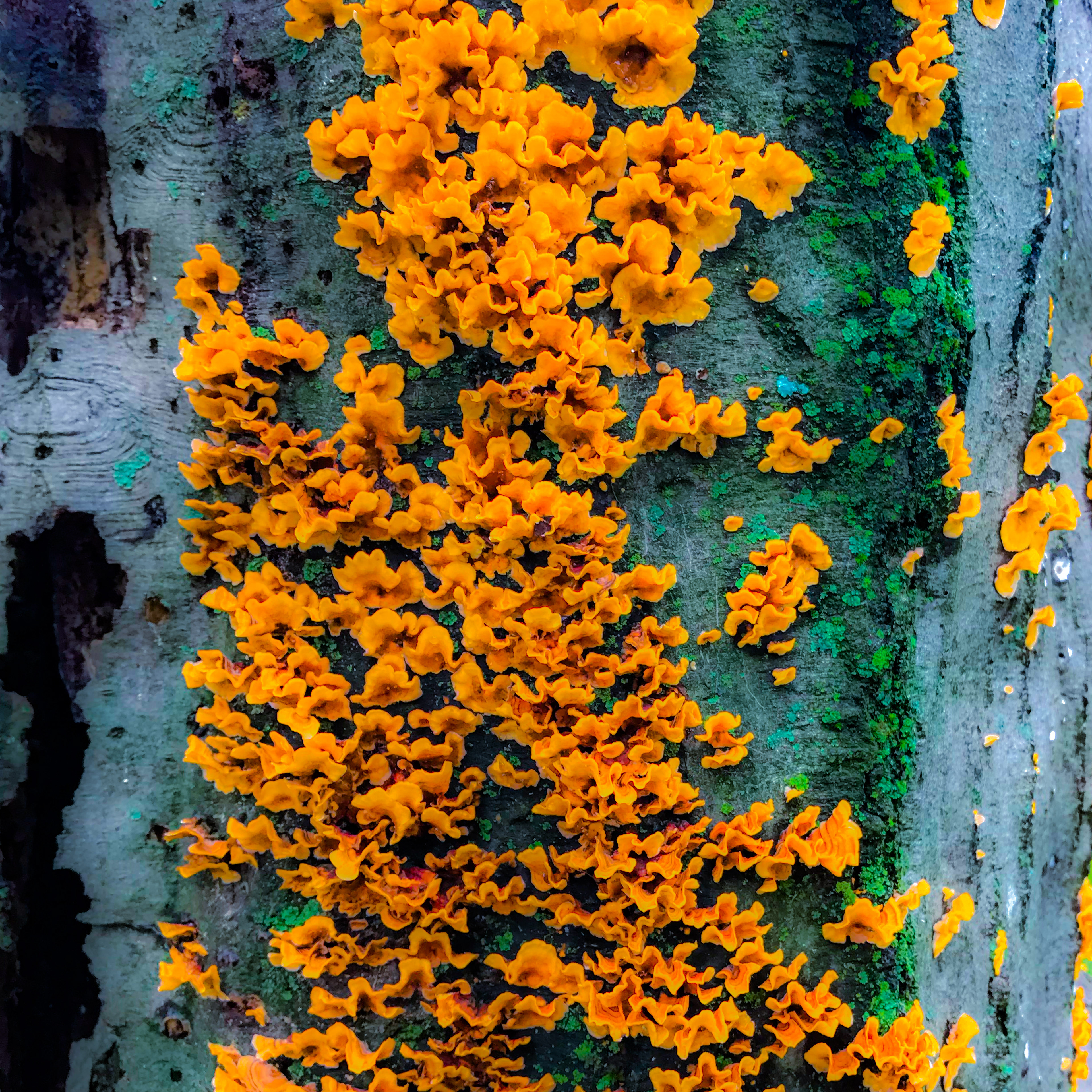 "Golden Fungus"