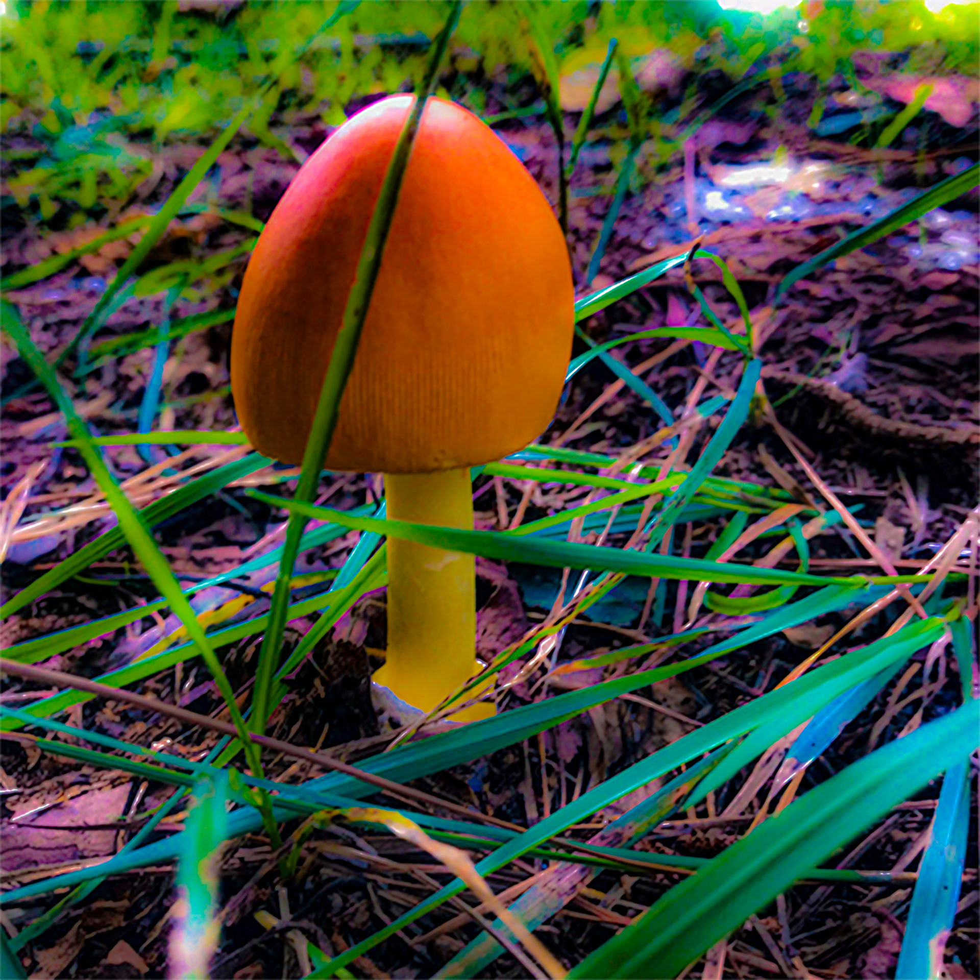 "Amanita Jacksonii"