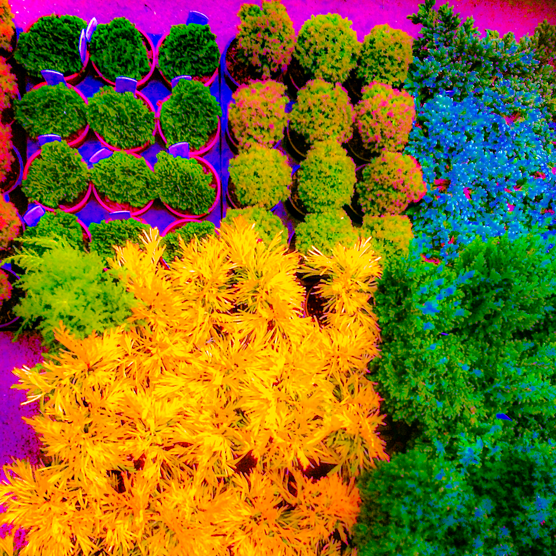 "Miniature Shrubs"