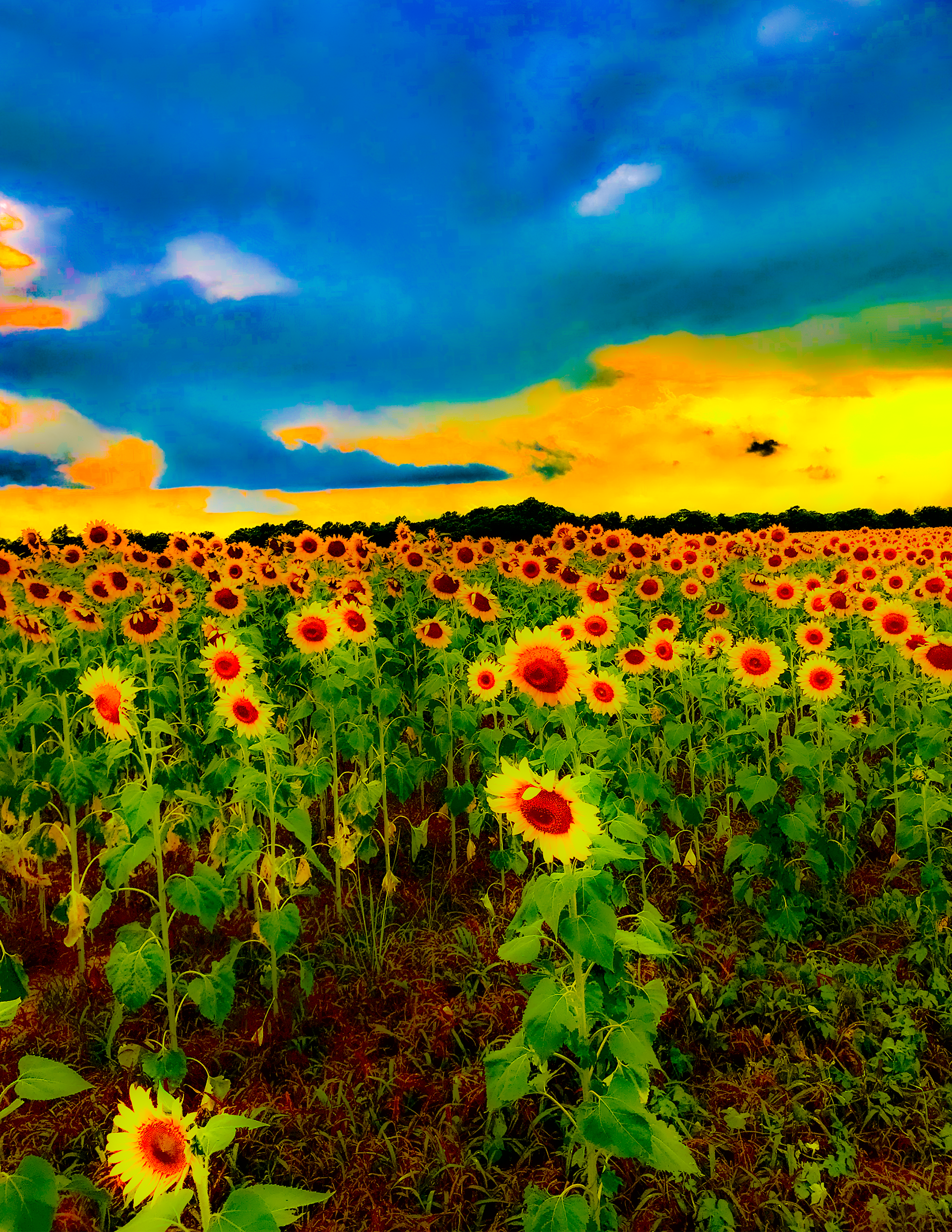 "Sun Flowers"