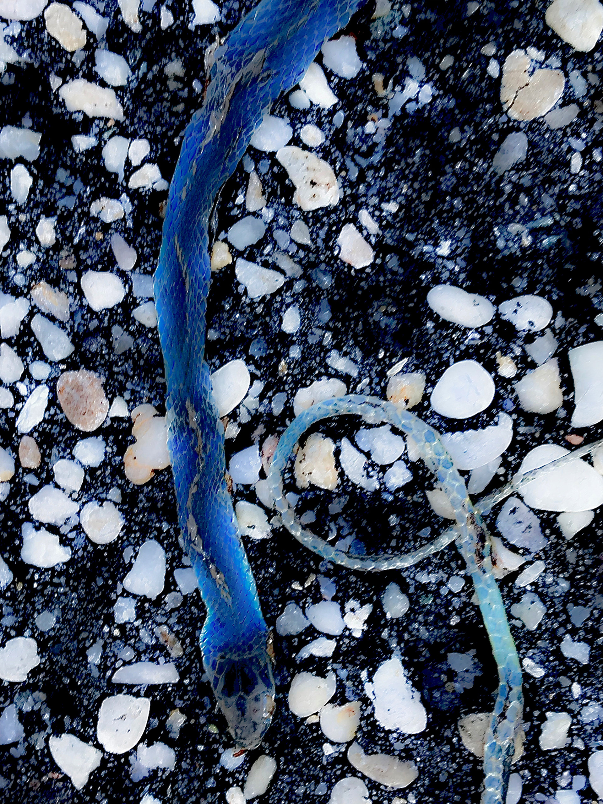 "Blue Racer"