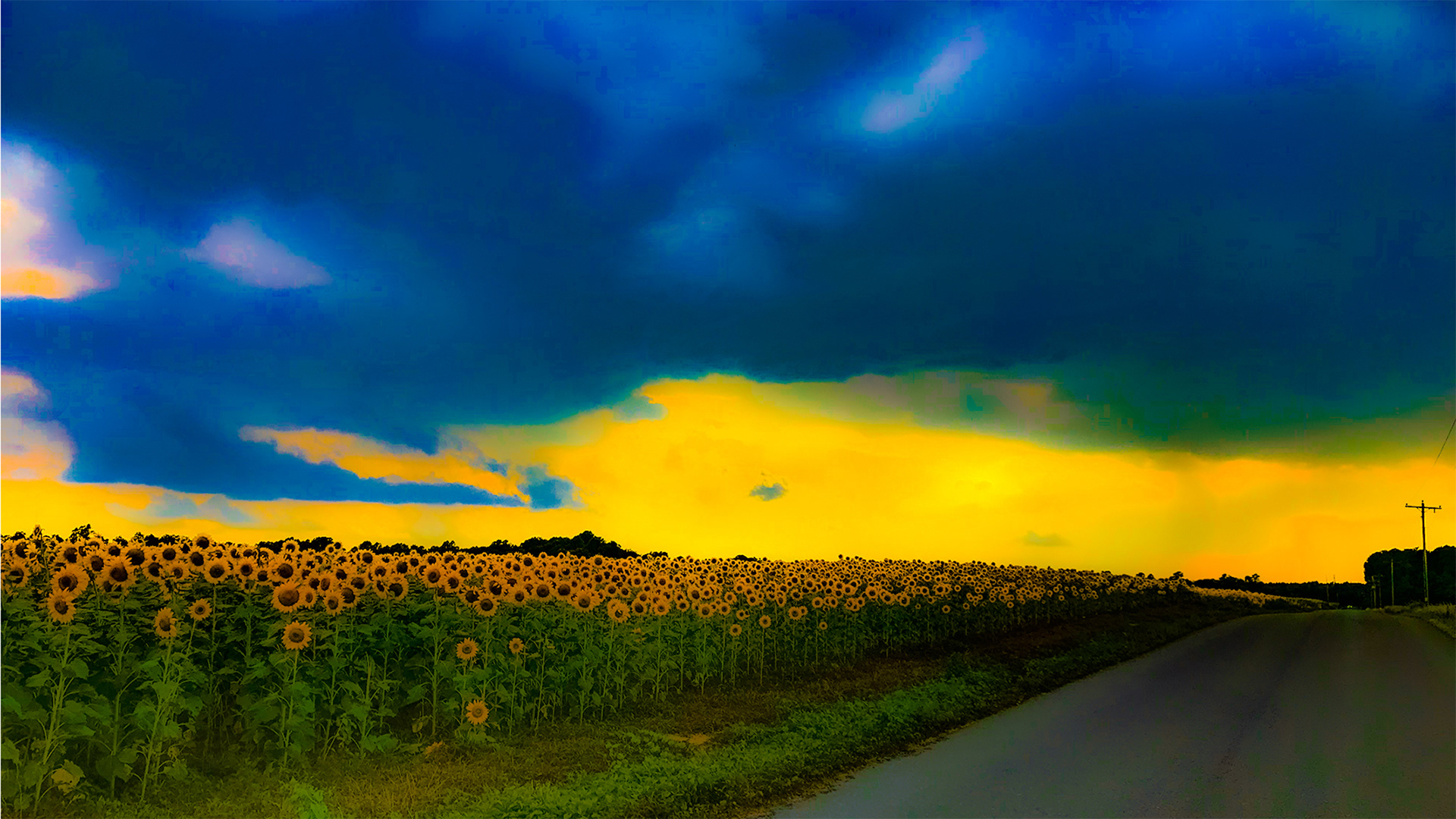 Sunflower Field