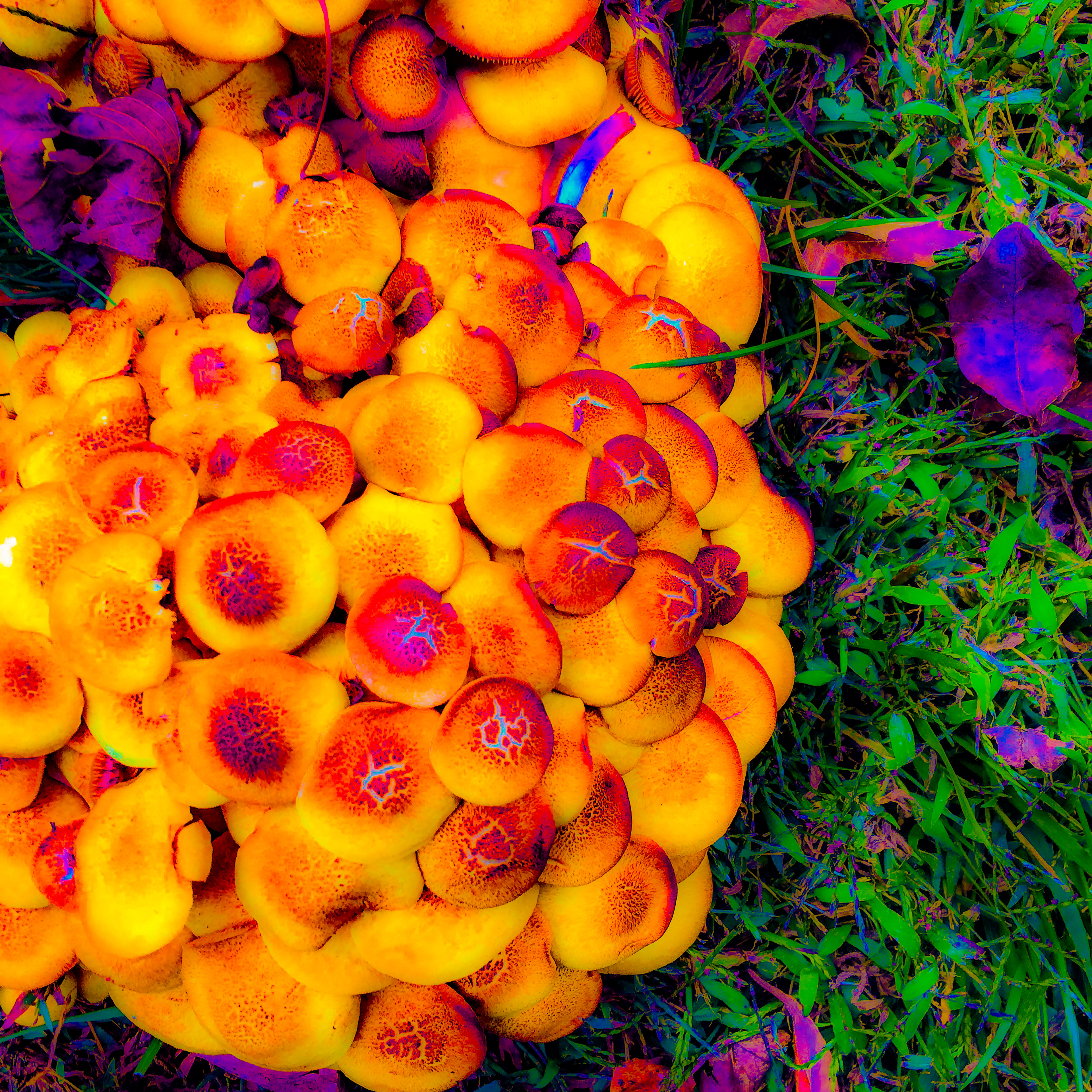 "Honey Mushroom"