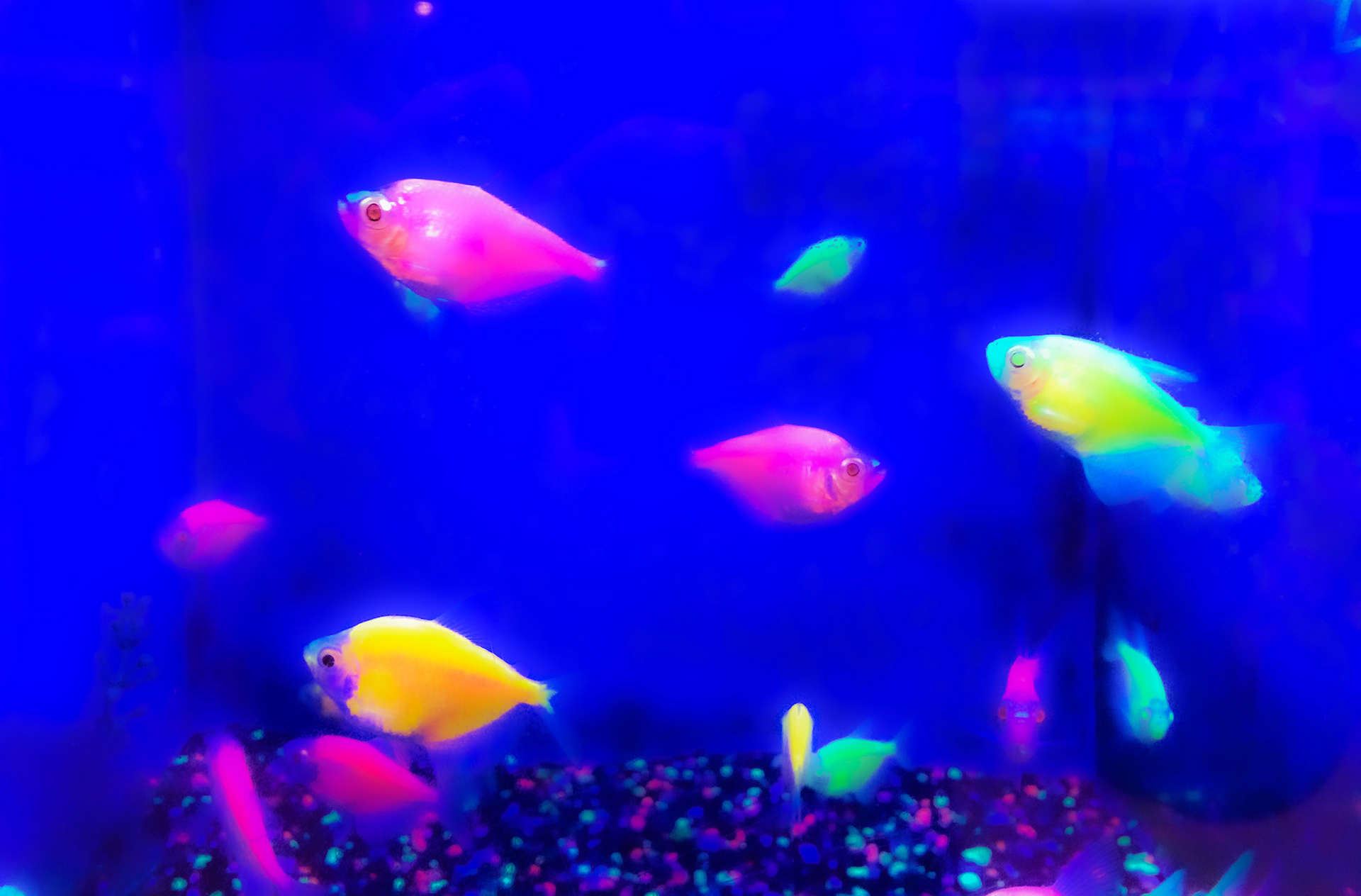 "Neon Fish"