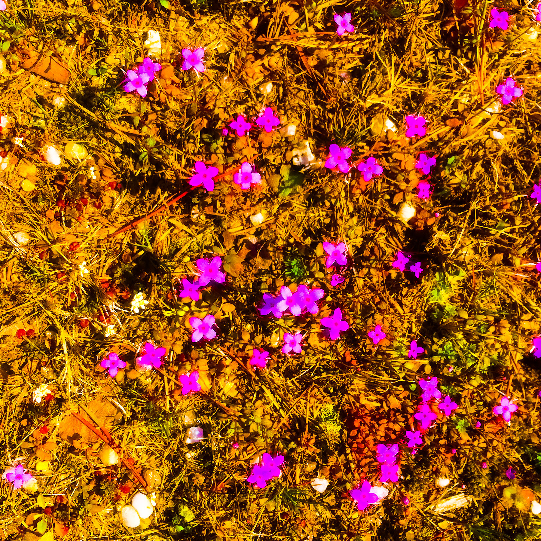 "Wild Flower"