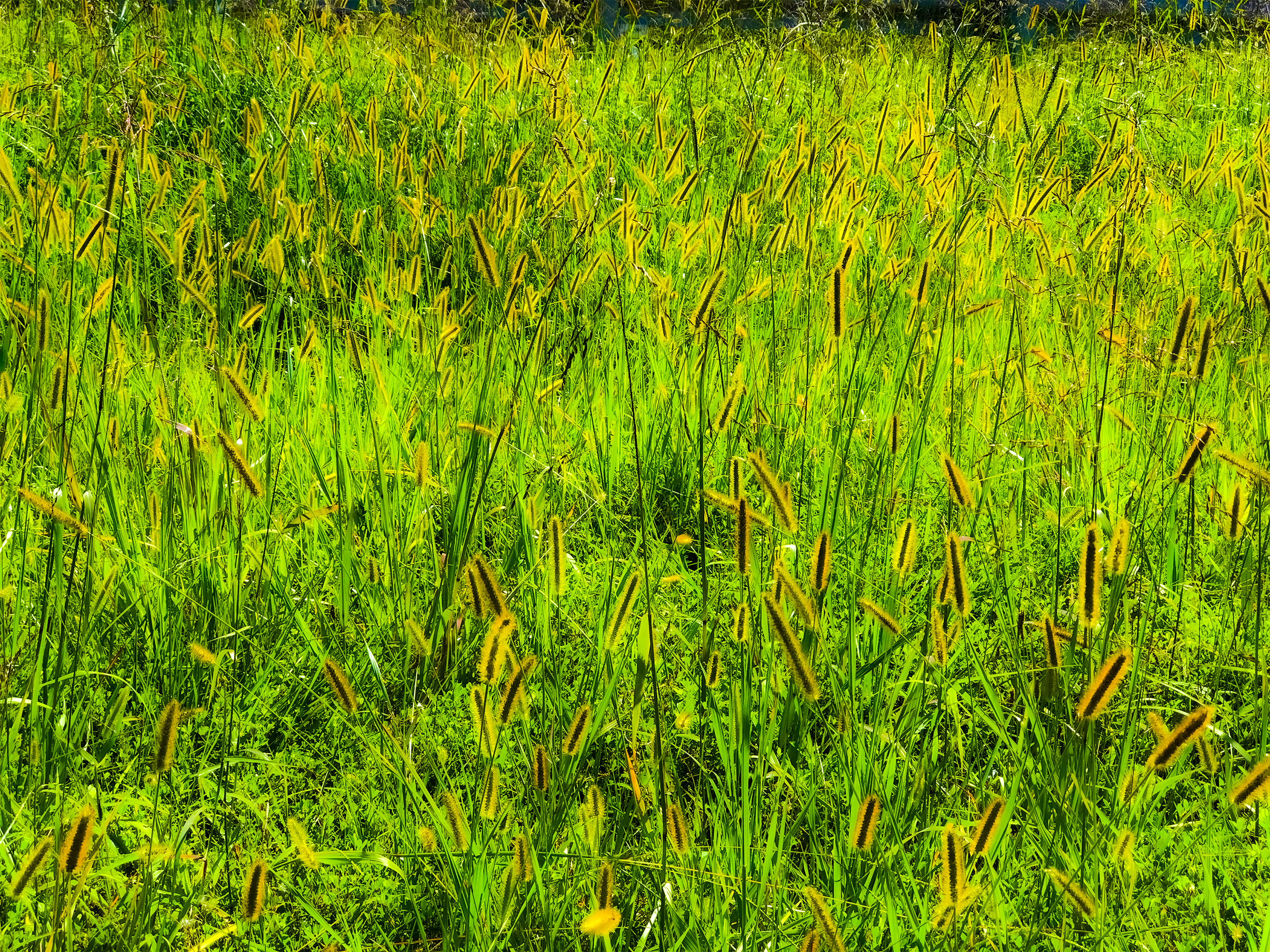 "Wheat Grass"