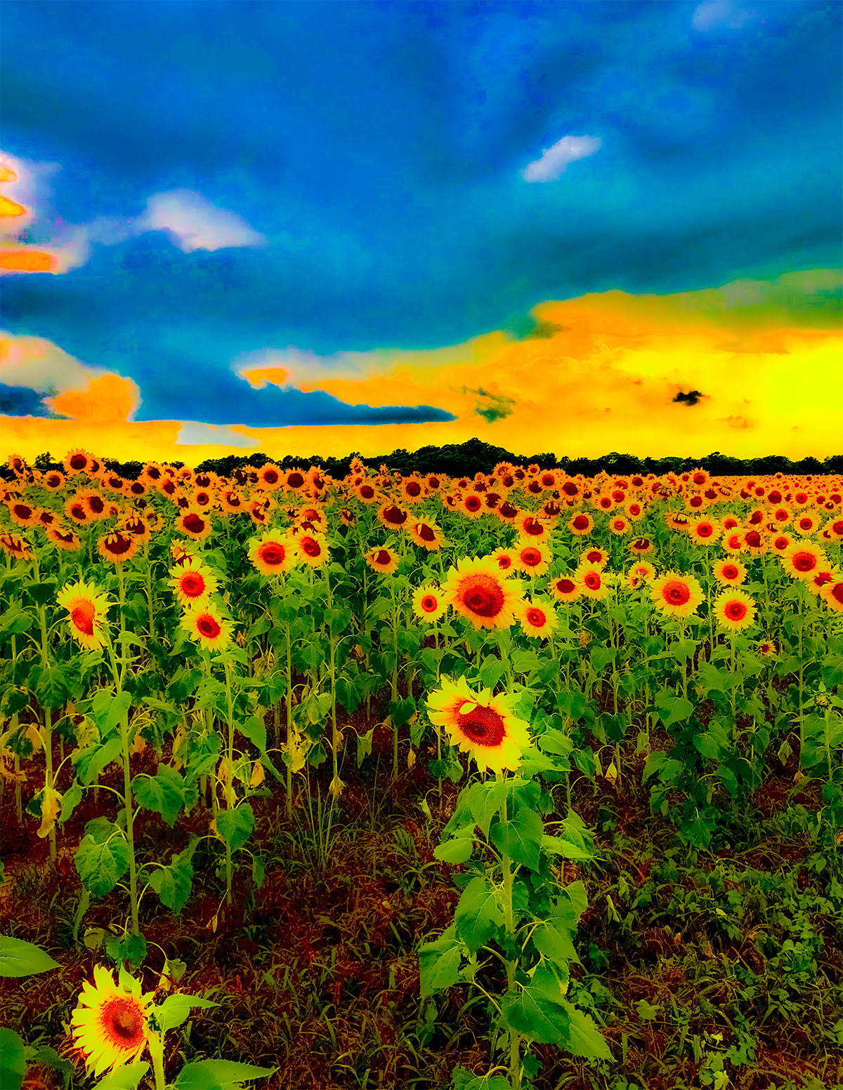 Sunflowers
