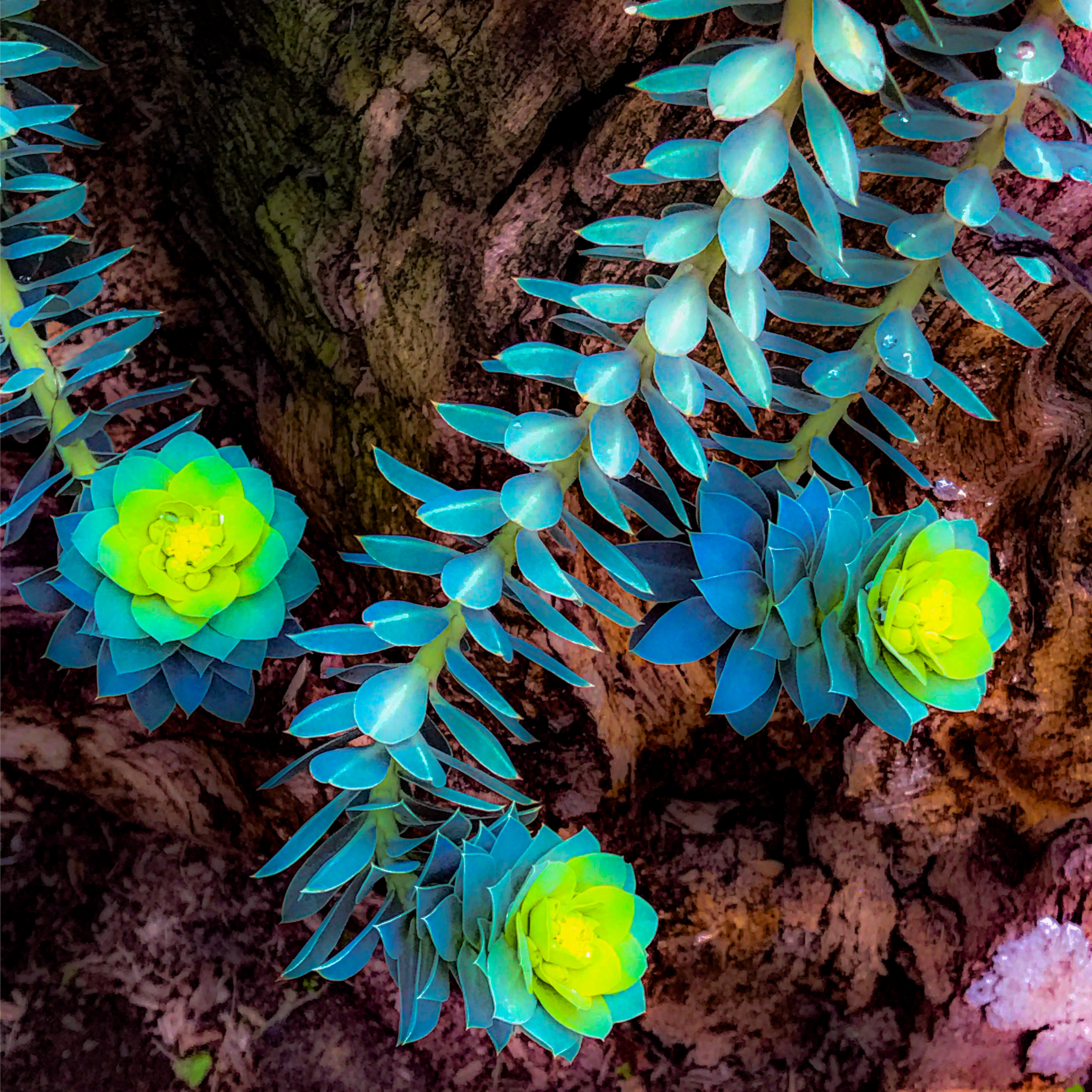 "Euphorbia"