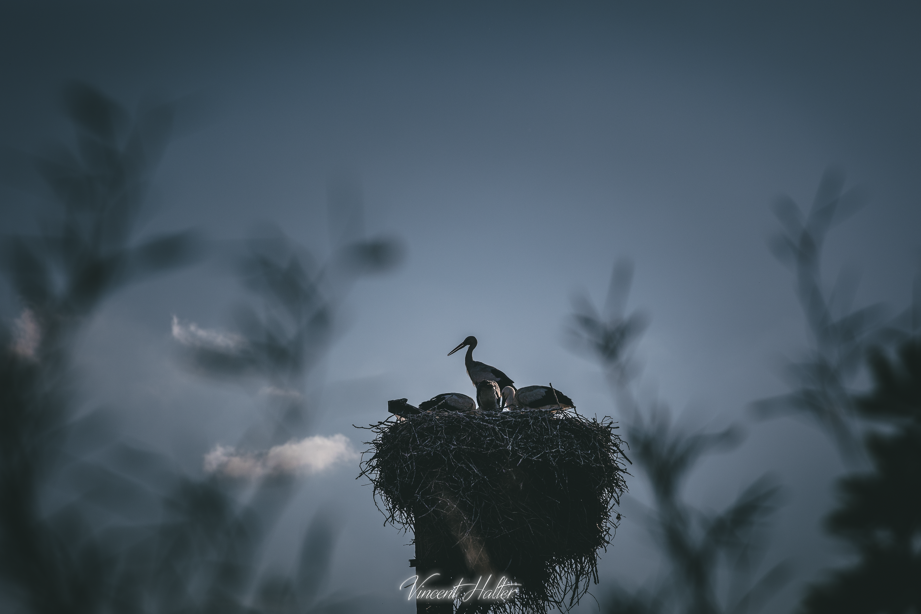Sur le chemin du retour un petit nid de cigogne