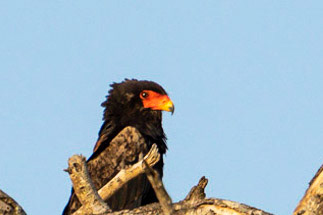 Bateleur