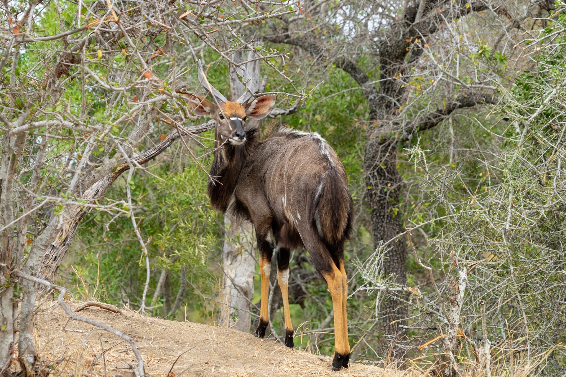 Nyala male