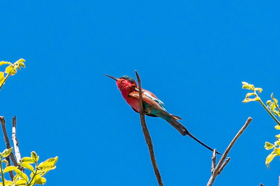Carmine Bee Eater