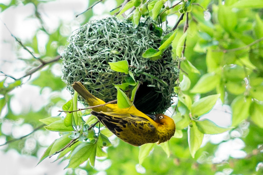 Cape Weaver