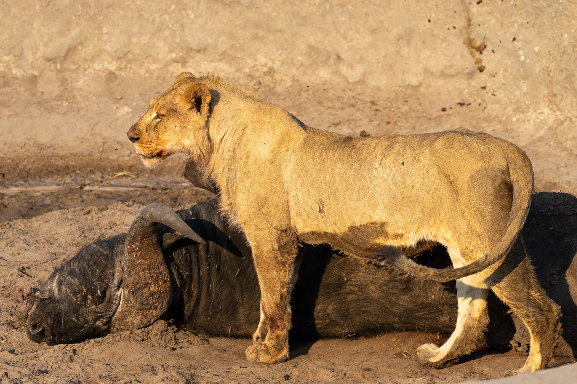 Four young male lions have a Cape buffalo breakfast