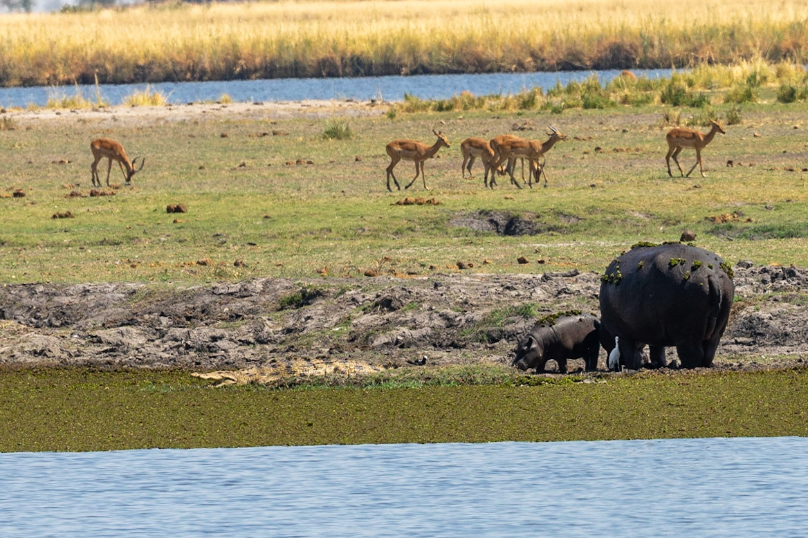 Hippos and crocs