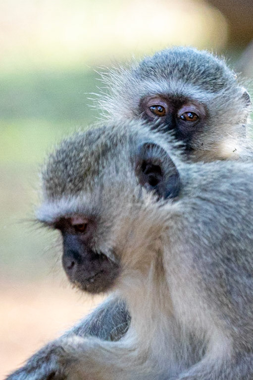 Vervet Monkeys