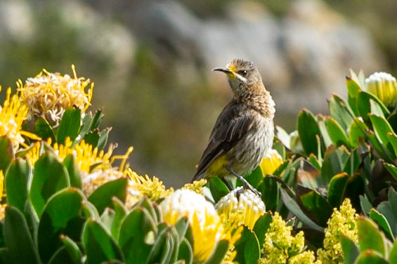 Cape Sugarbird