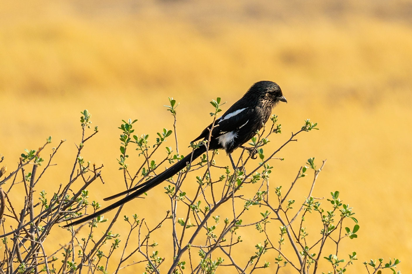 Shrike Magpie