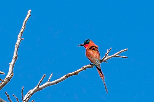 Carmine Bee Eater