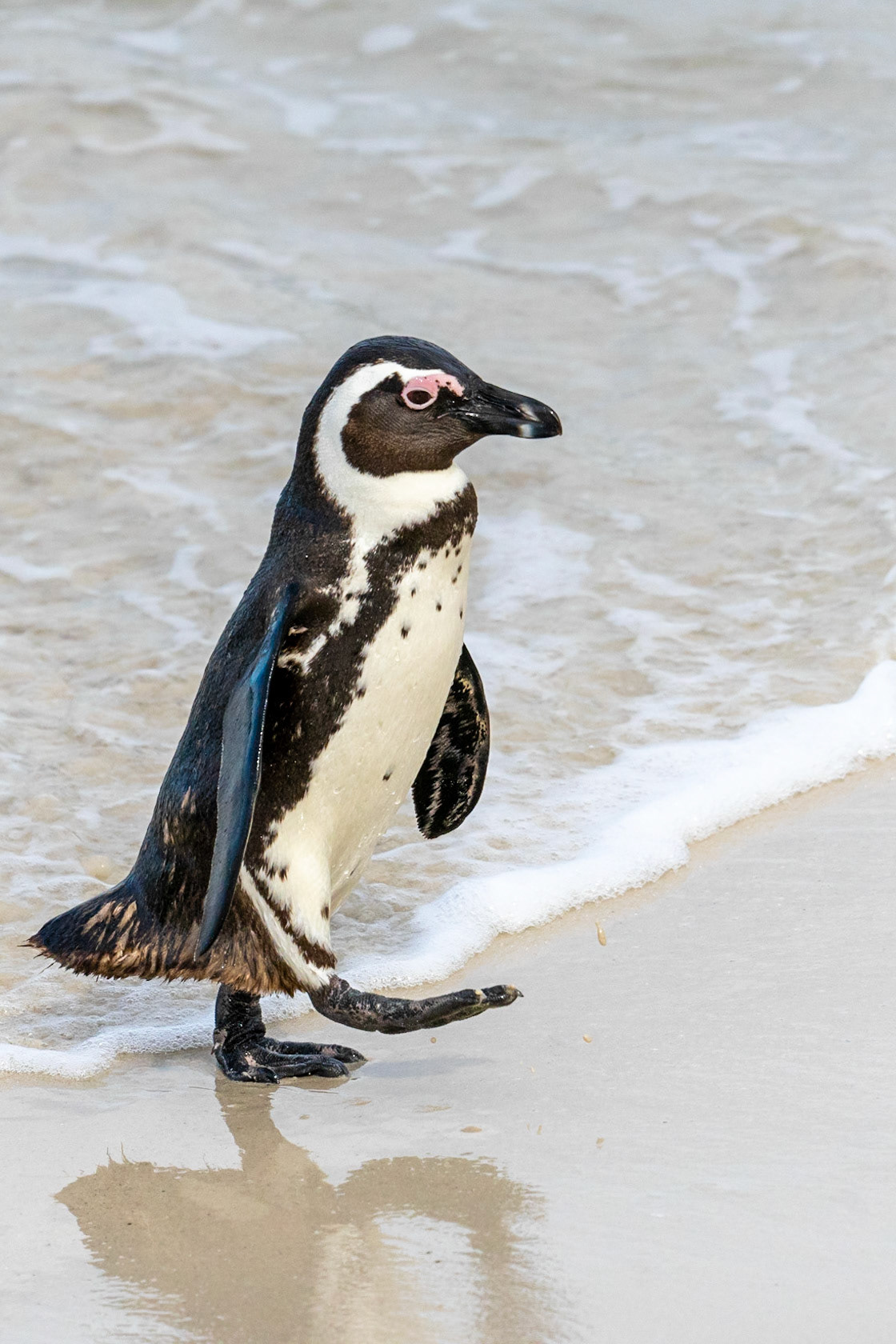 African Penguin