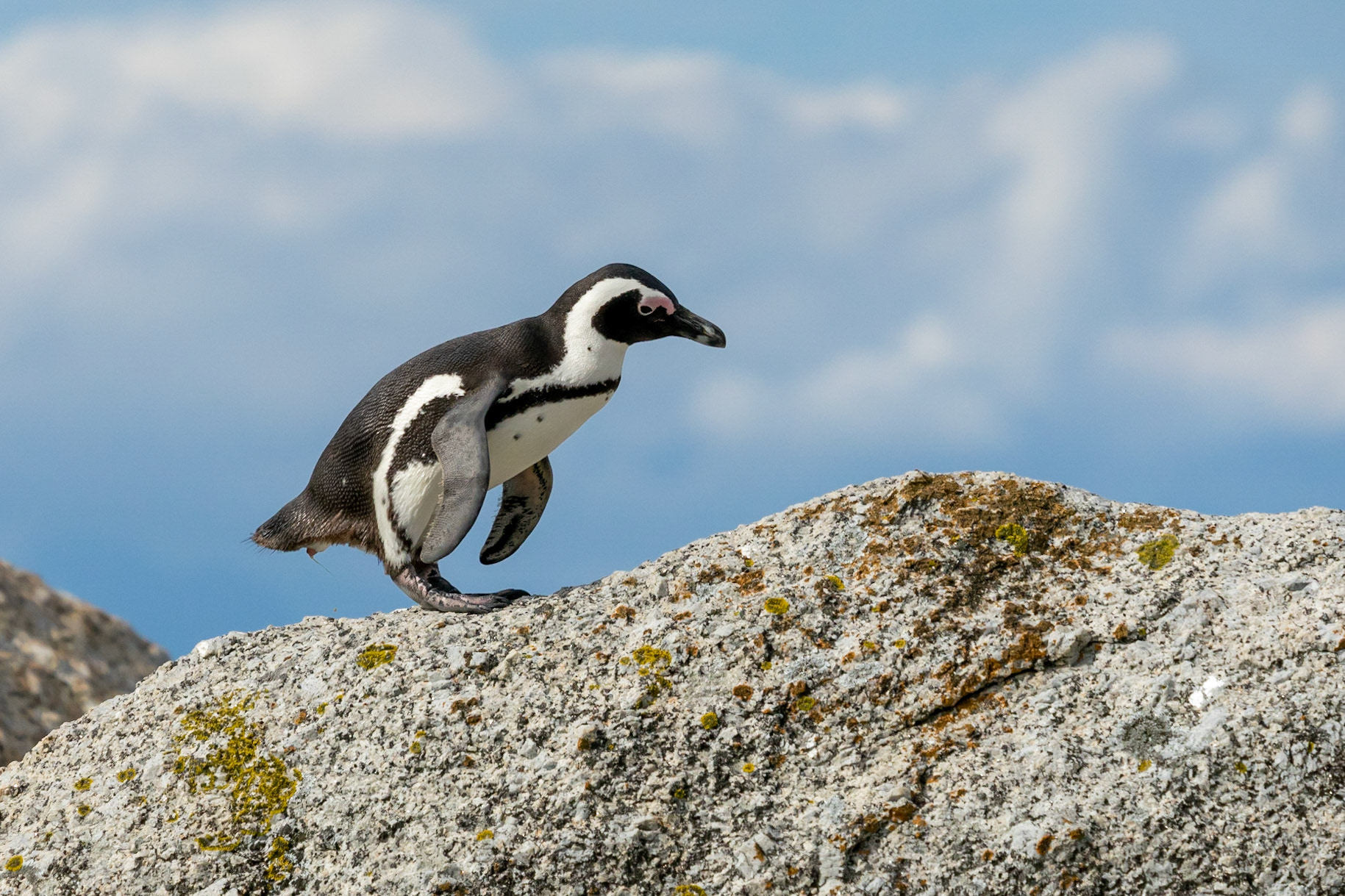 African Penguin