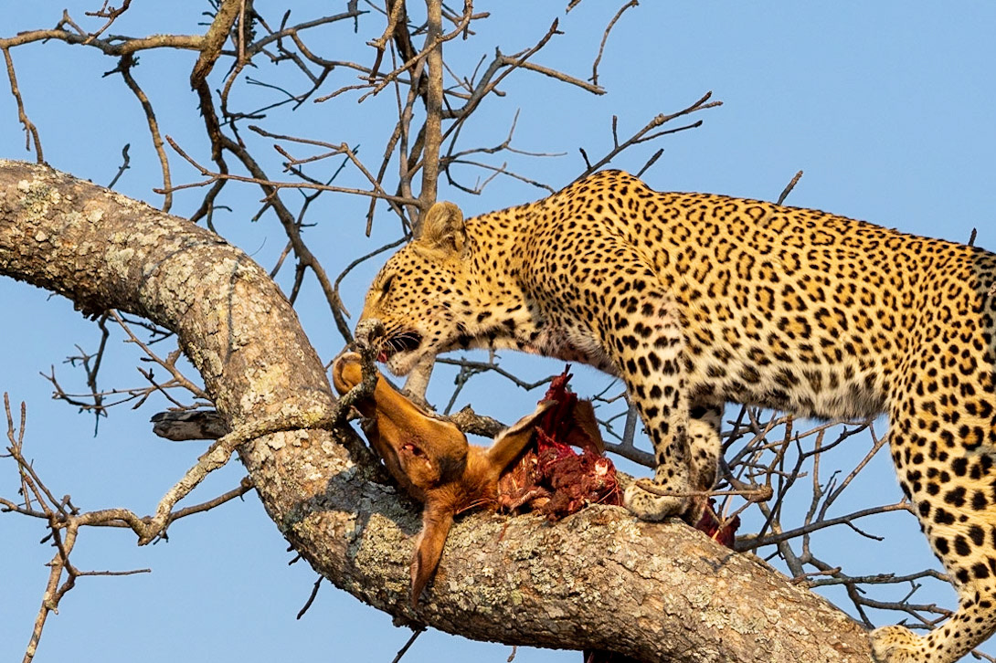 She stole it back and hauled it up the tree.