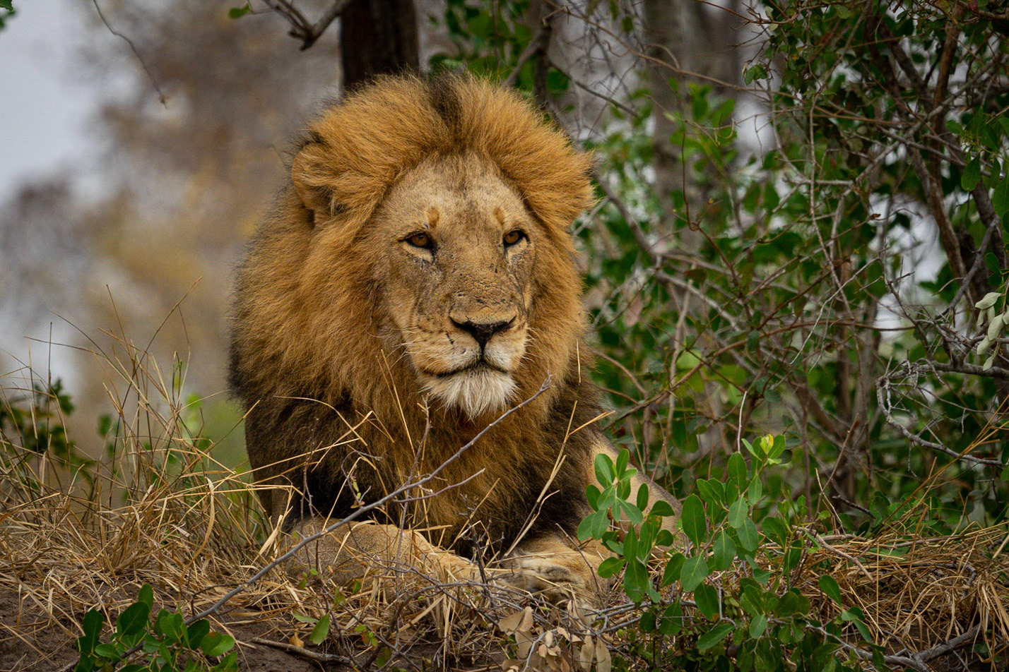 The big male lion of the region