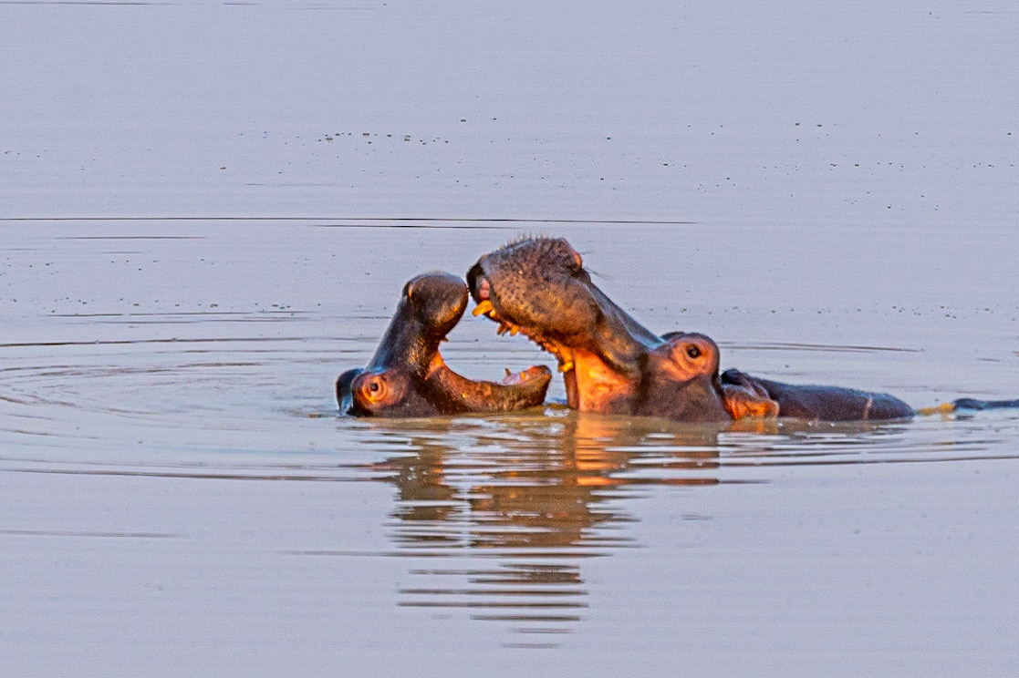 Hippo mom and baby