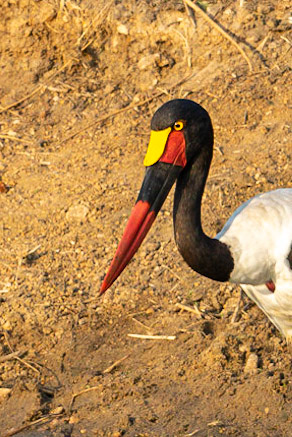 Saddle-billed stork