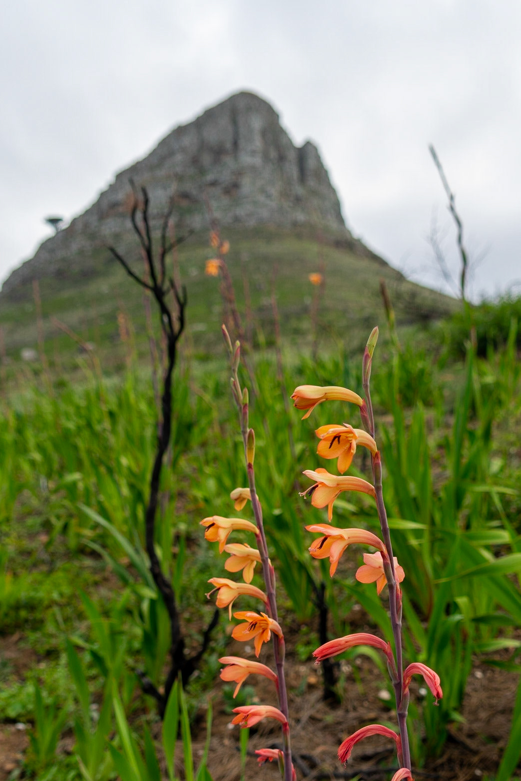 Orange Watsonia