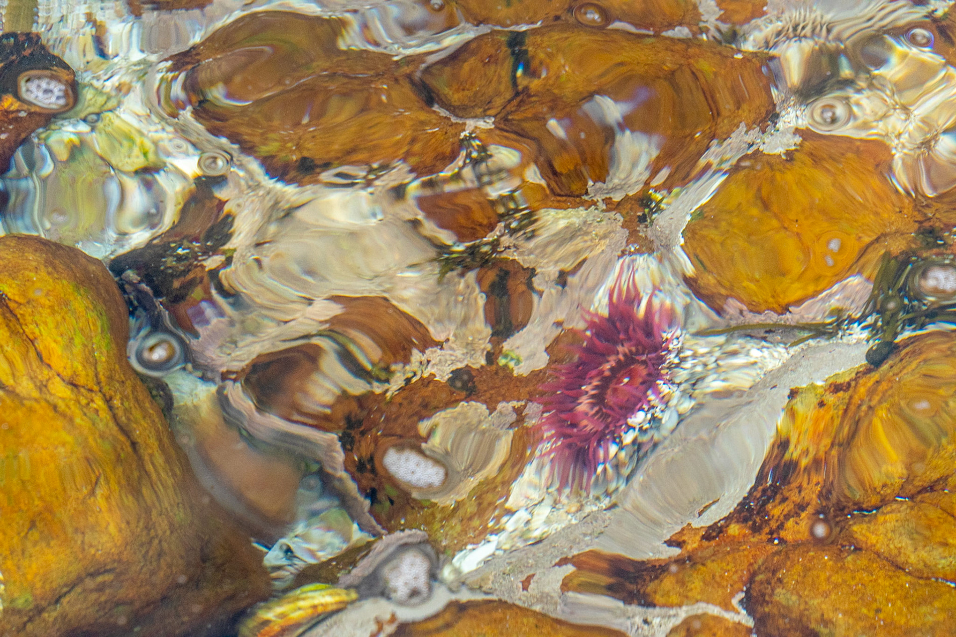 Tide pools